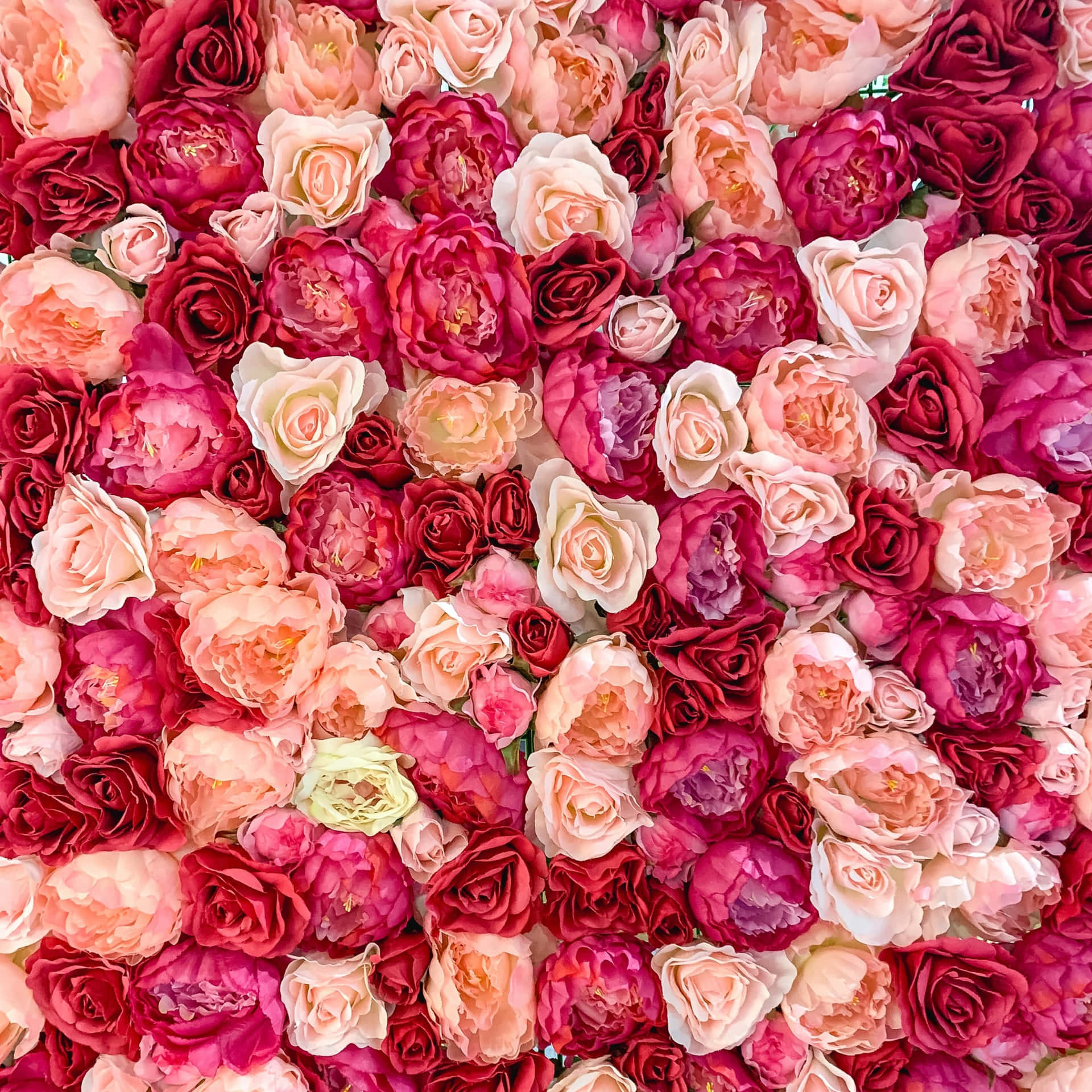 Aesthetic Valentine's Day Bed Of Roses Aerial Photography Wallpaper