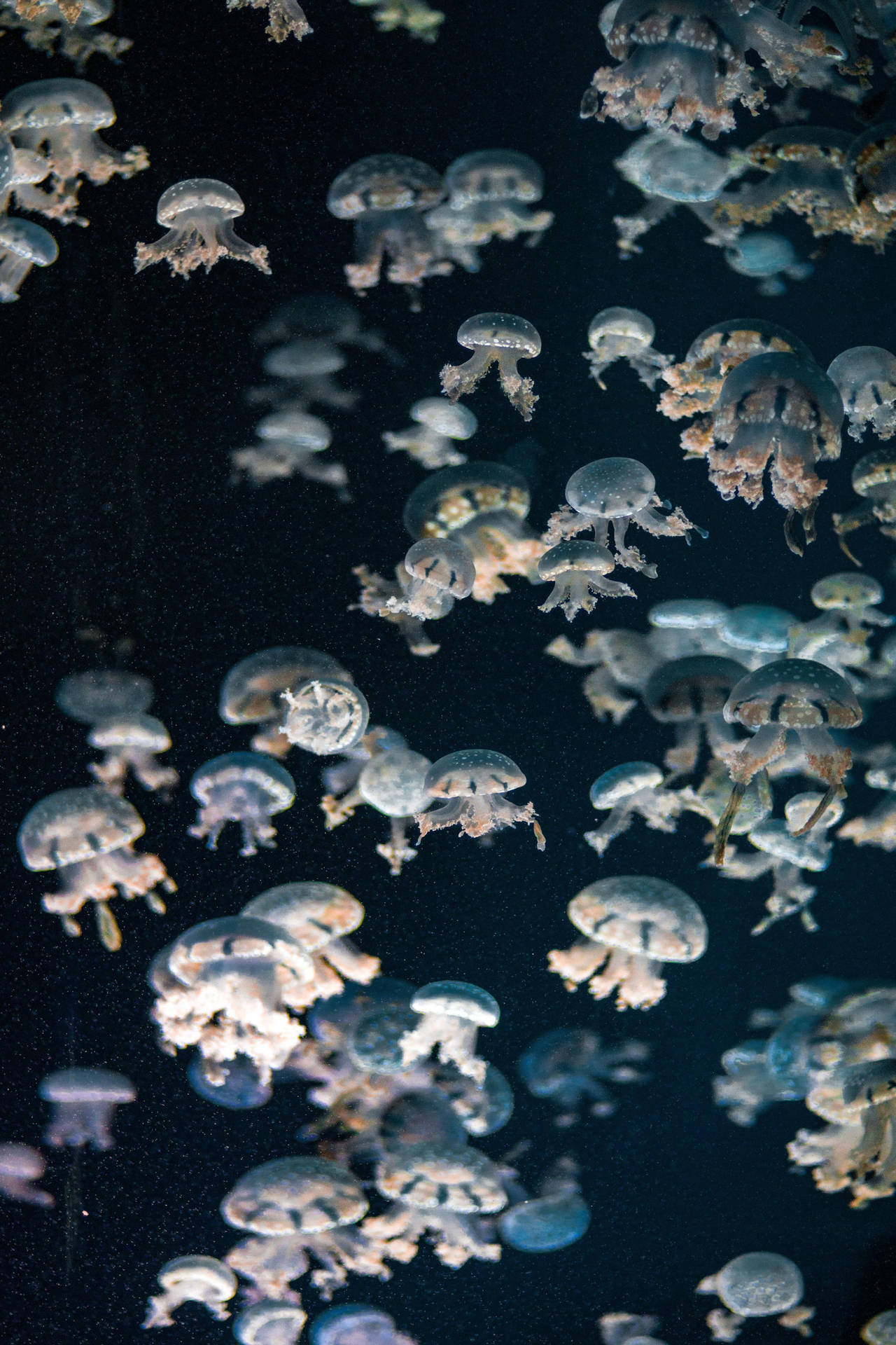 Aesthetic Vintage Ipad Baby Jellyfish Background