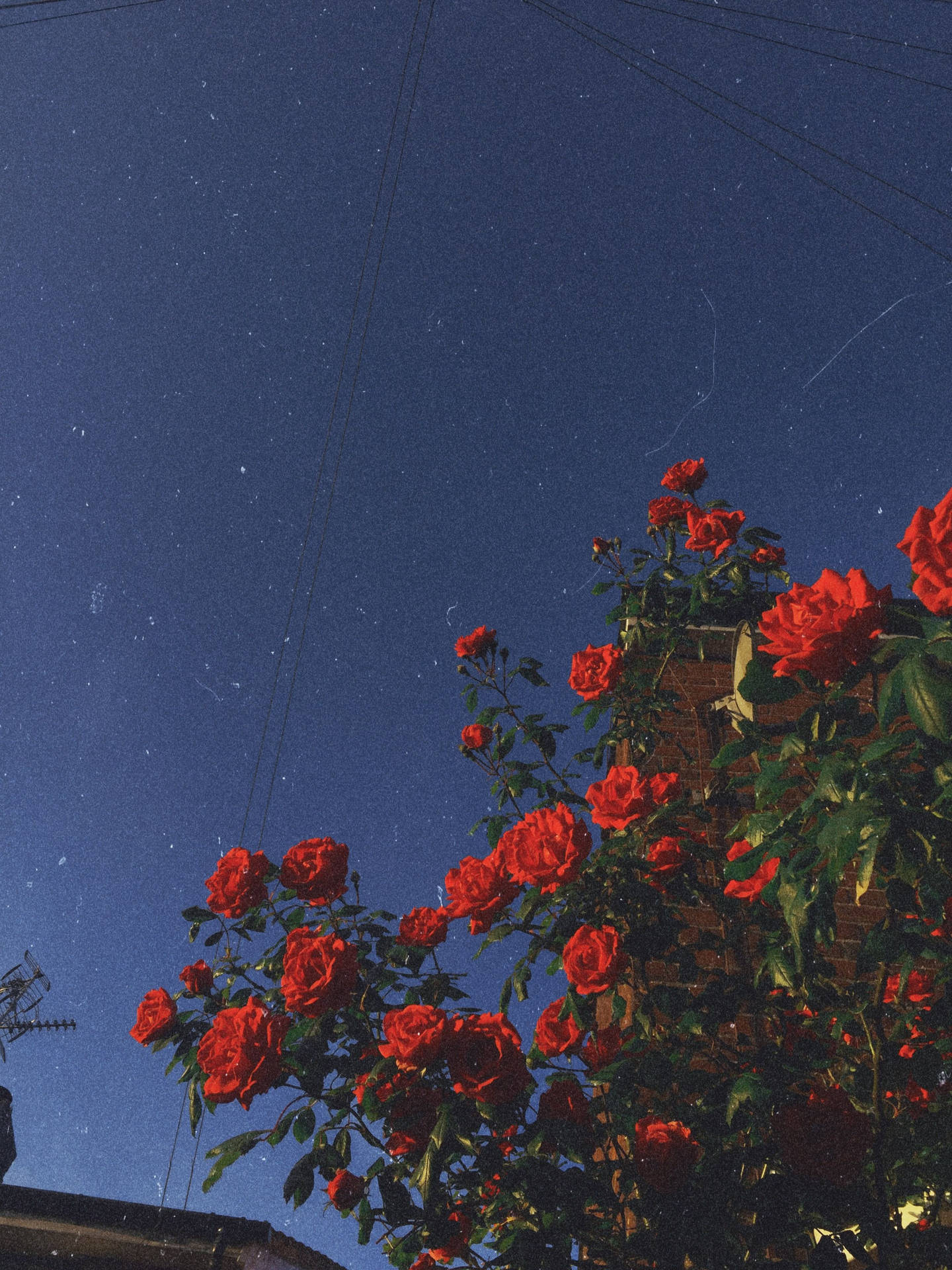 Ästhetischevintage Ipad Hintergrundbilder Mit Roten Blumen Wallpaper