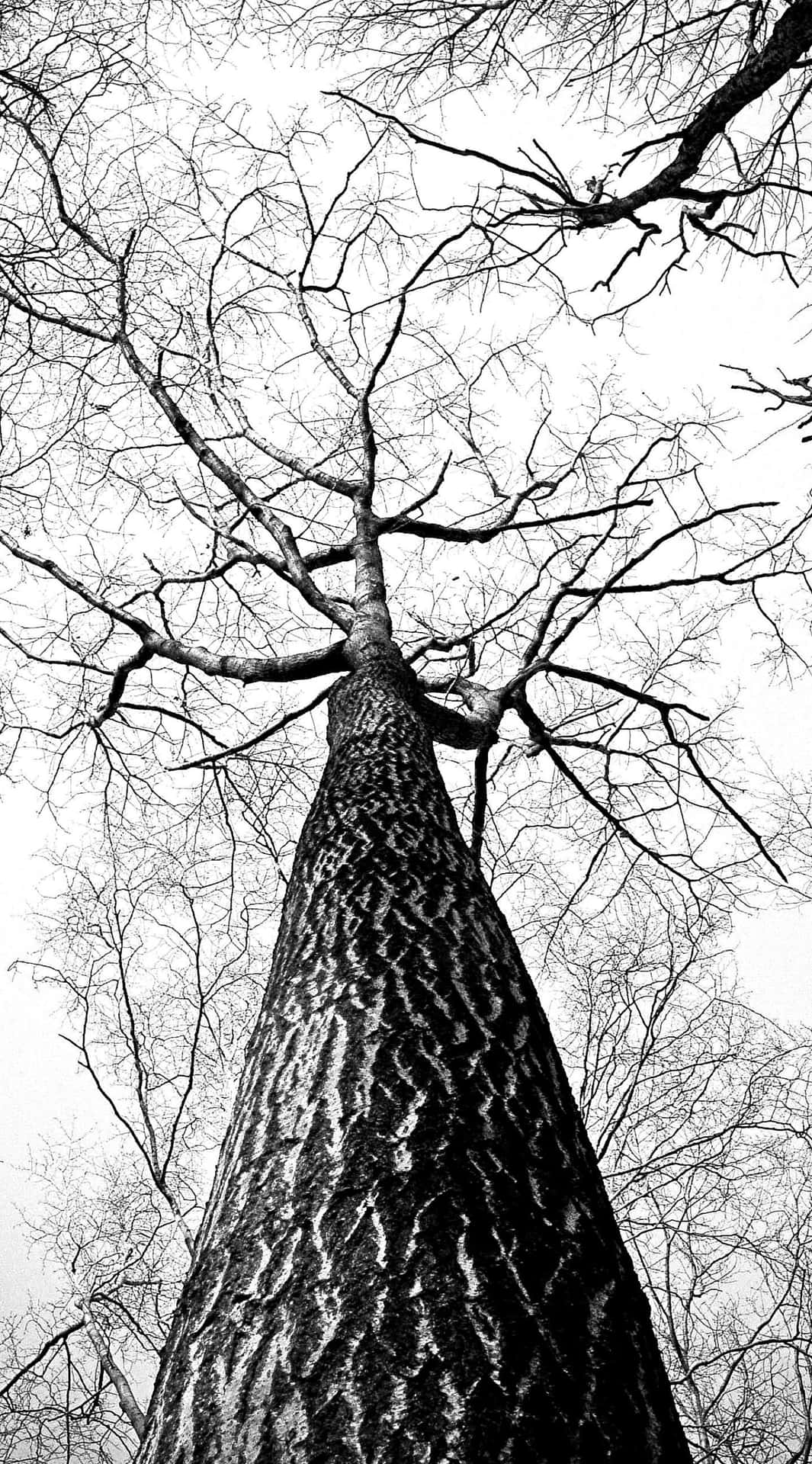 Aesthetic White And Black Iphone Tree Trunk Wallpaper