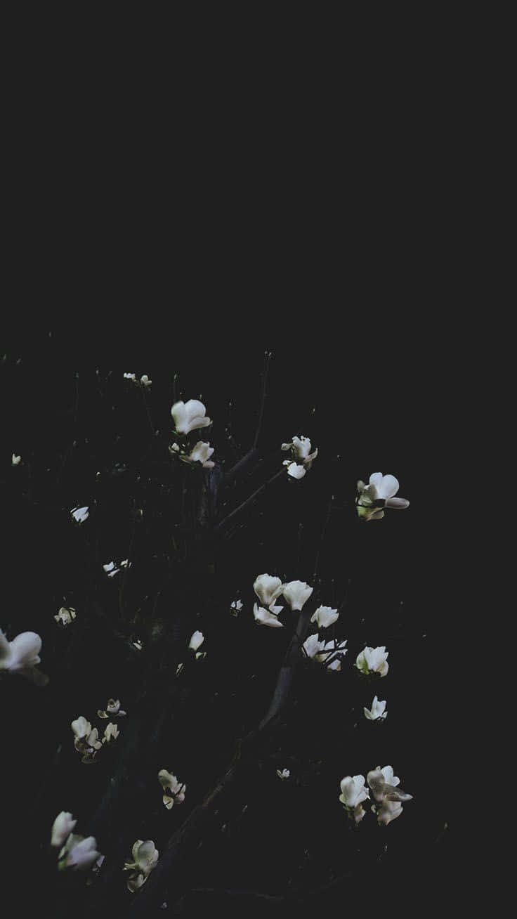 Hvide blomster på et træ i mørket Wallpaper