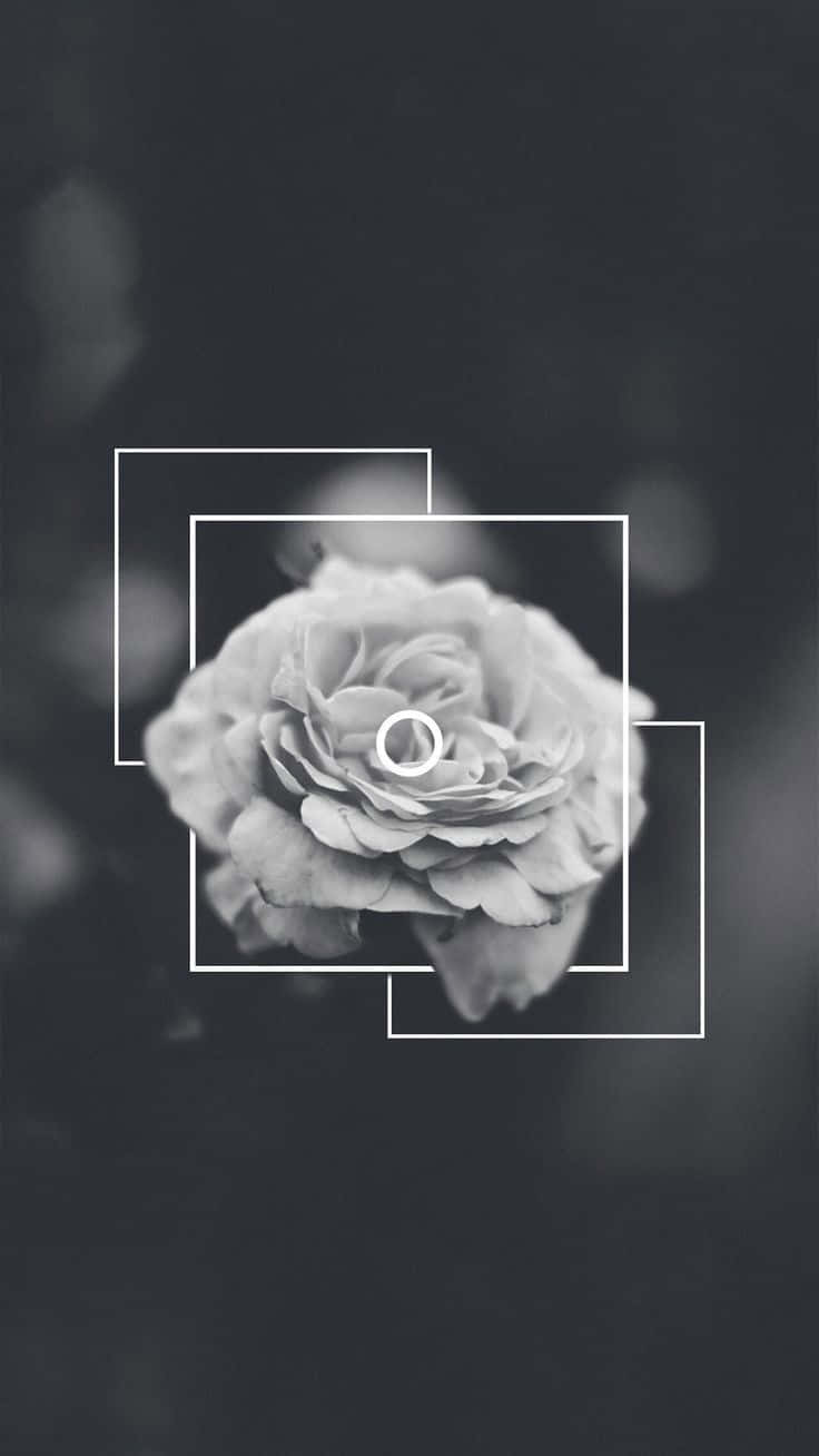 Upgrade with an Aesthetic White and Black iPhone Wallpaper