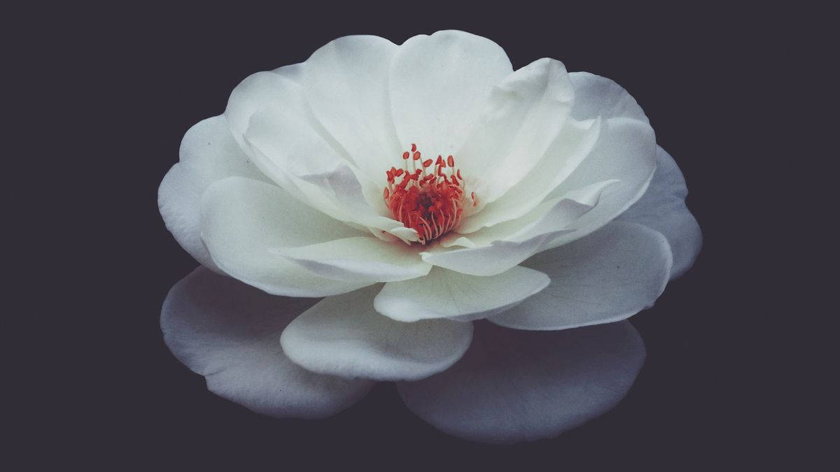 Aesthetic White Camellia Sasanqua Wallpaper