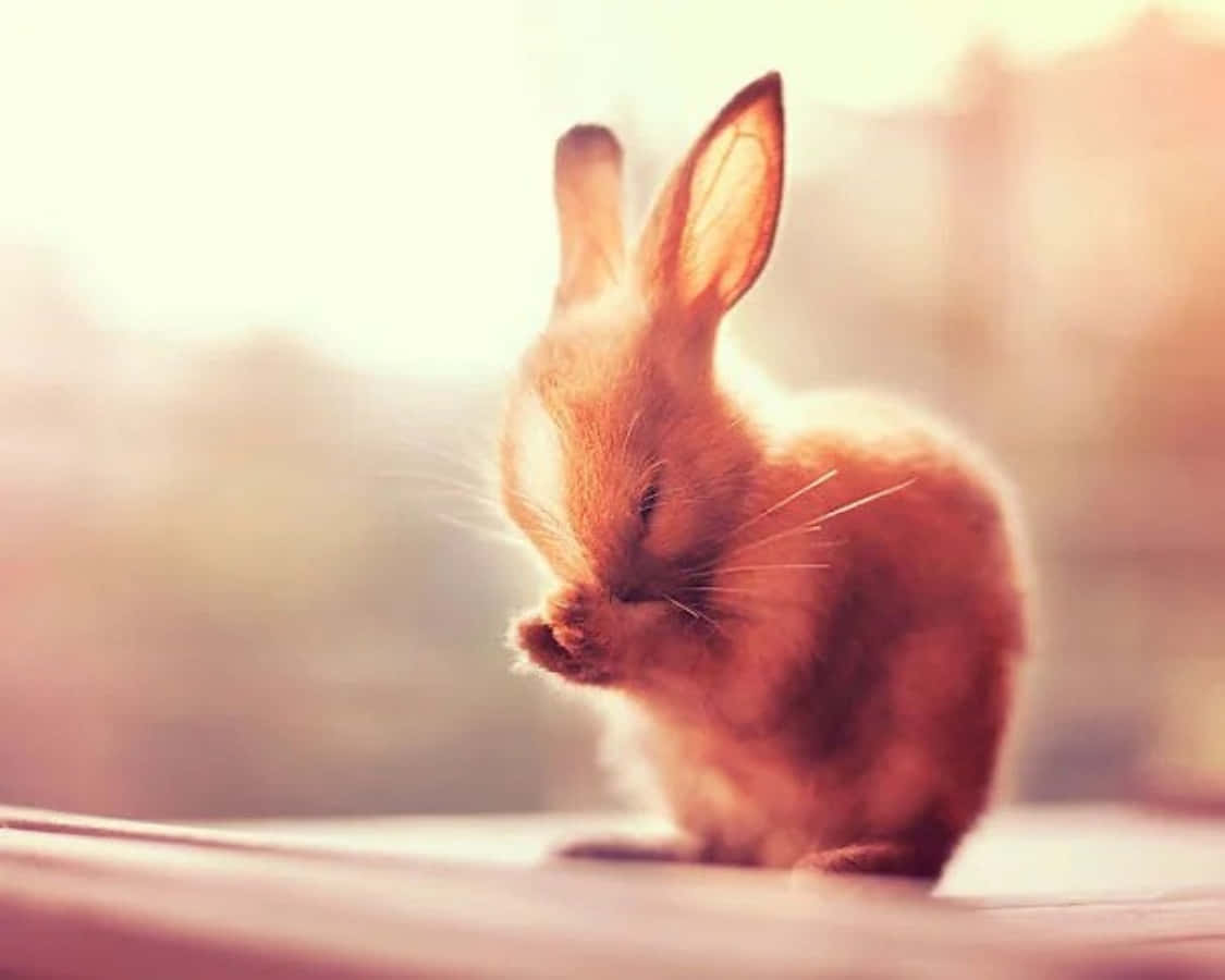 Aesthetic White Cute Bunny Picture