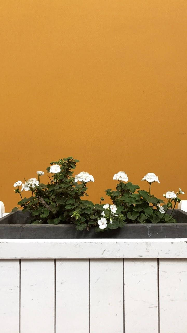 Estetiskavita Blommor På En Planteringslåda. Wallpaper