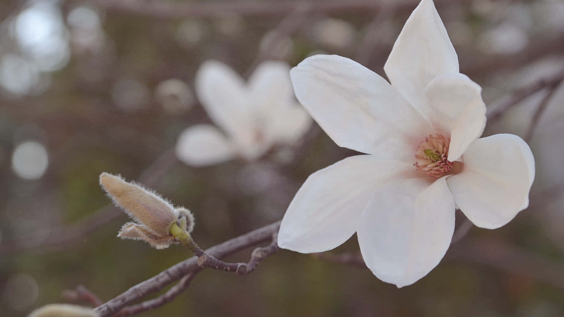 Aesthetic White Kobus Magnolia Flower Wallpaper
