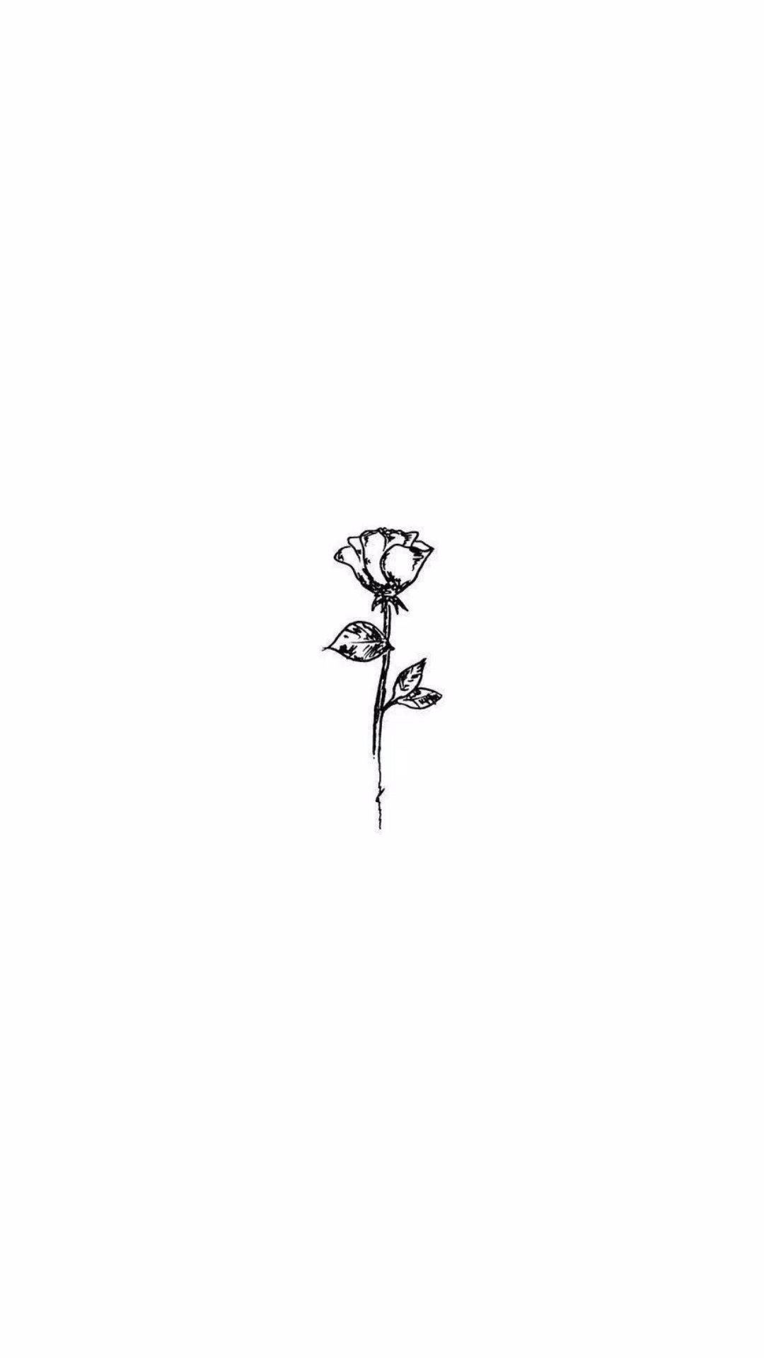 Aesthetic White Rose Picture