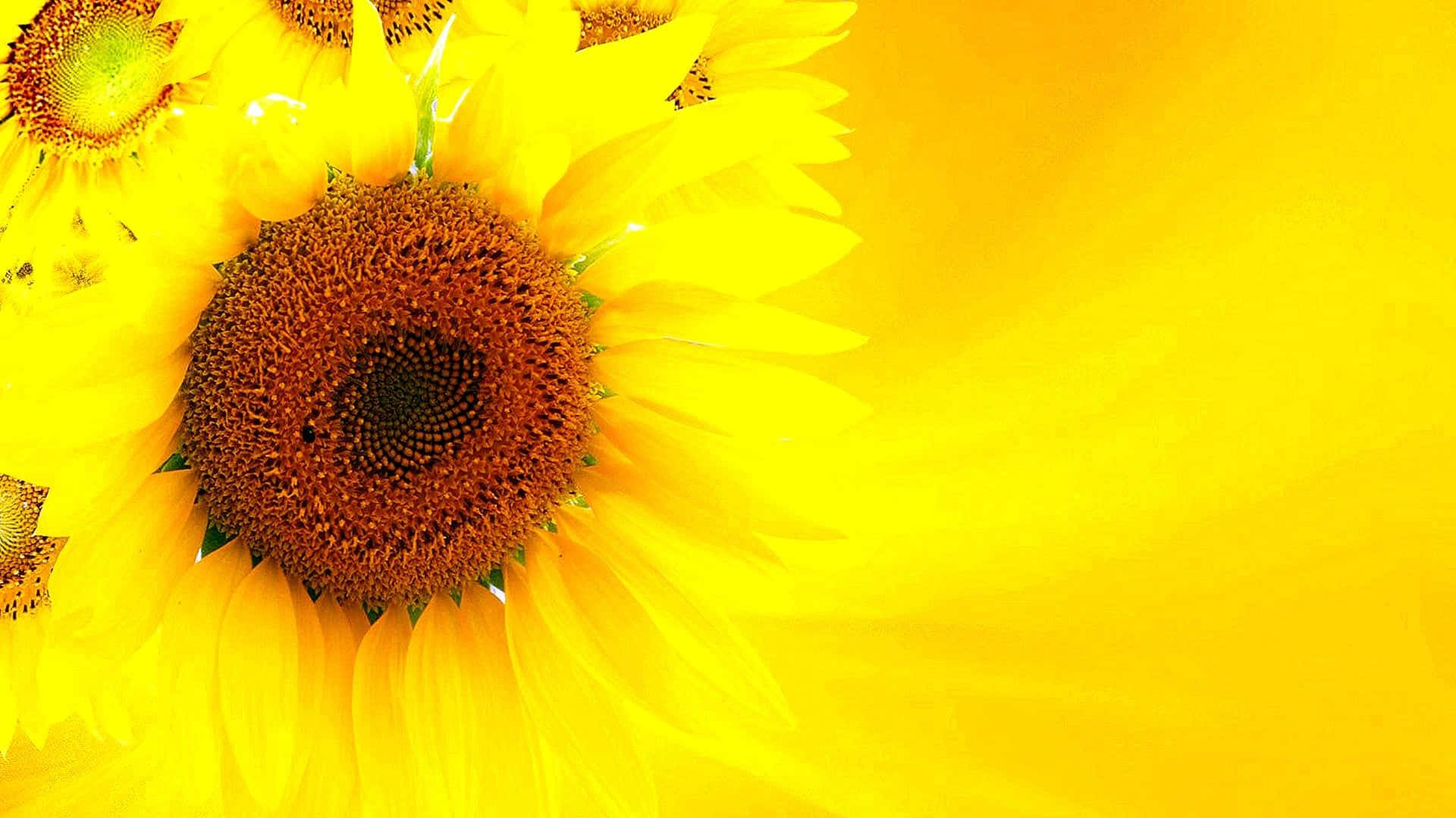 Sunshine on Your Screen - Aesthetic Yellow Wallpaper