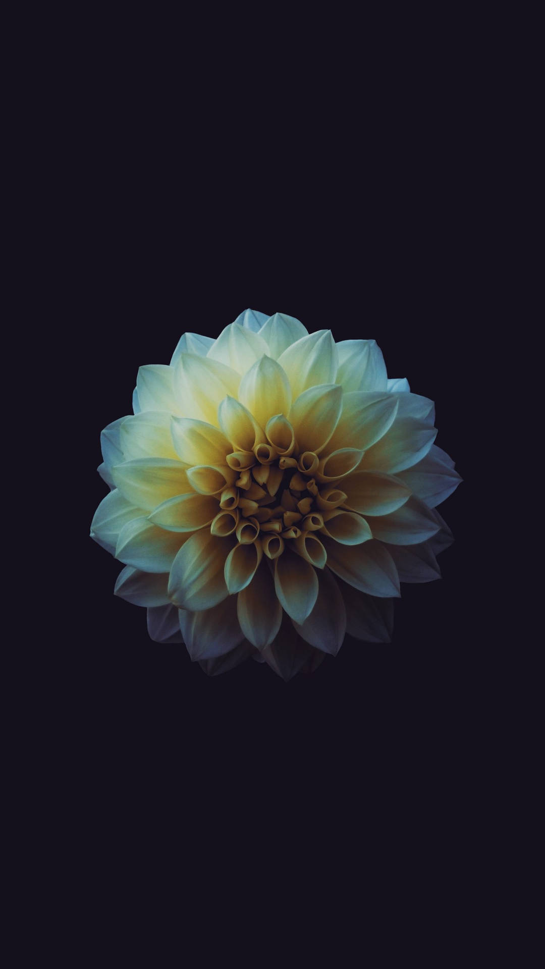 Estéticade Una Flor Amarilla Para Iphone En Fondo Oscuro. Fondo de pantalla