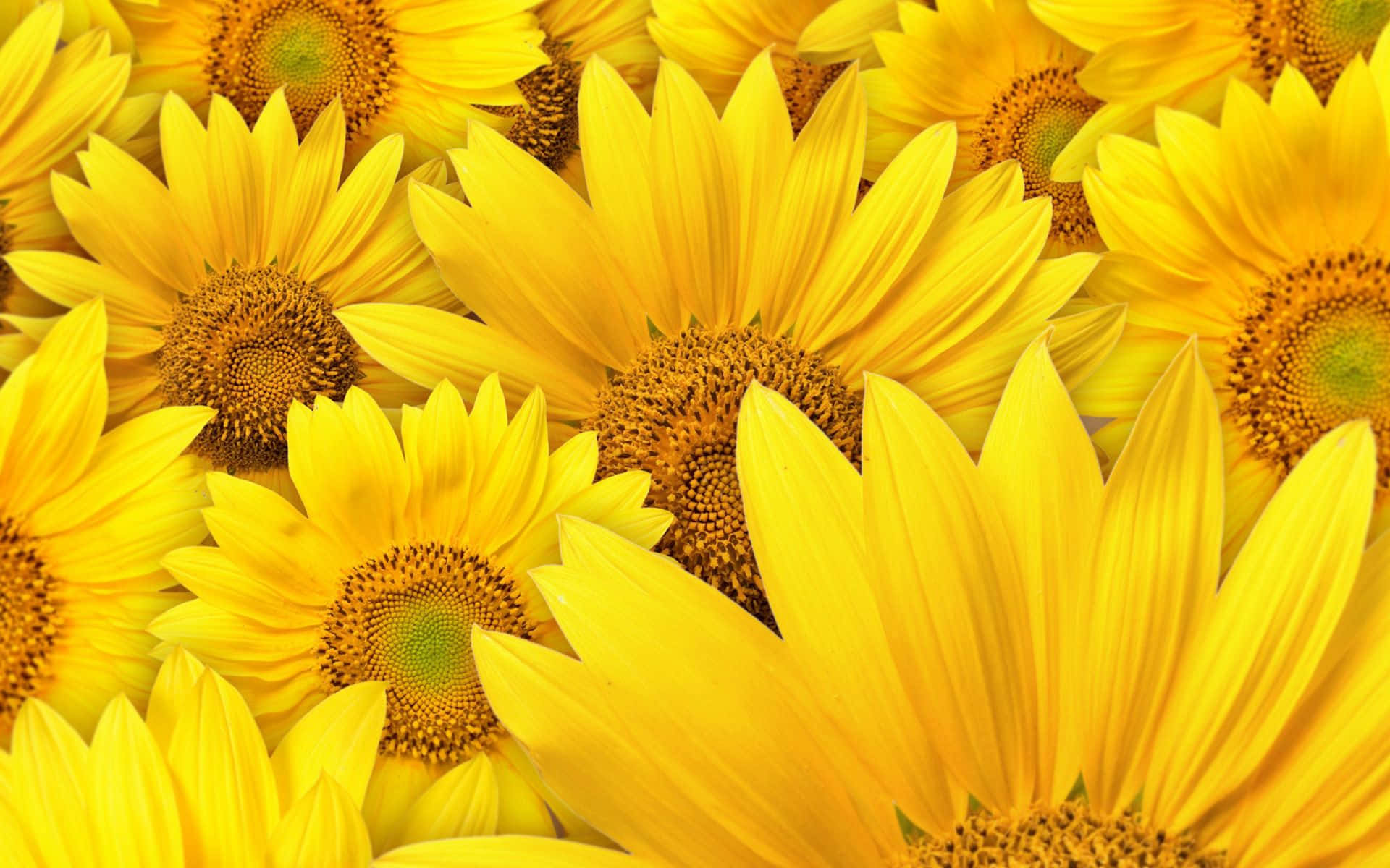 A Close Up Of Many Yellow Sunflowers Wallpaper