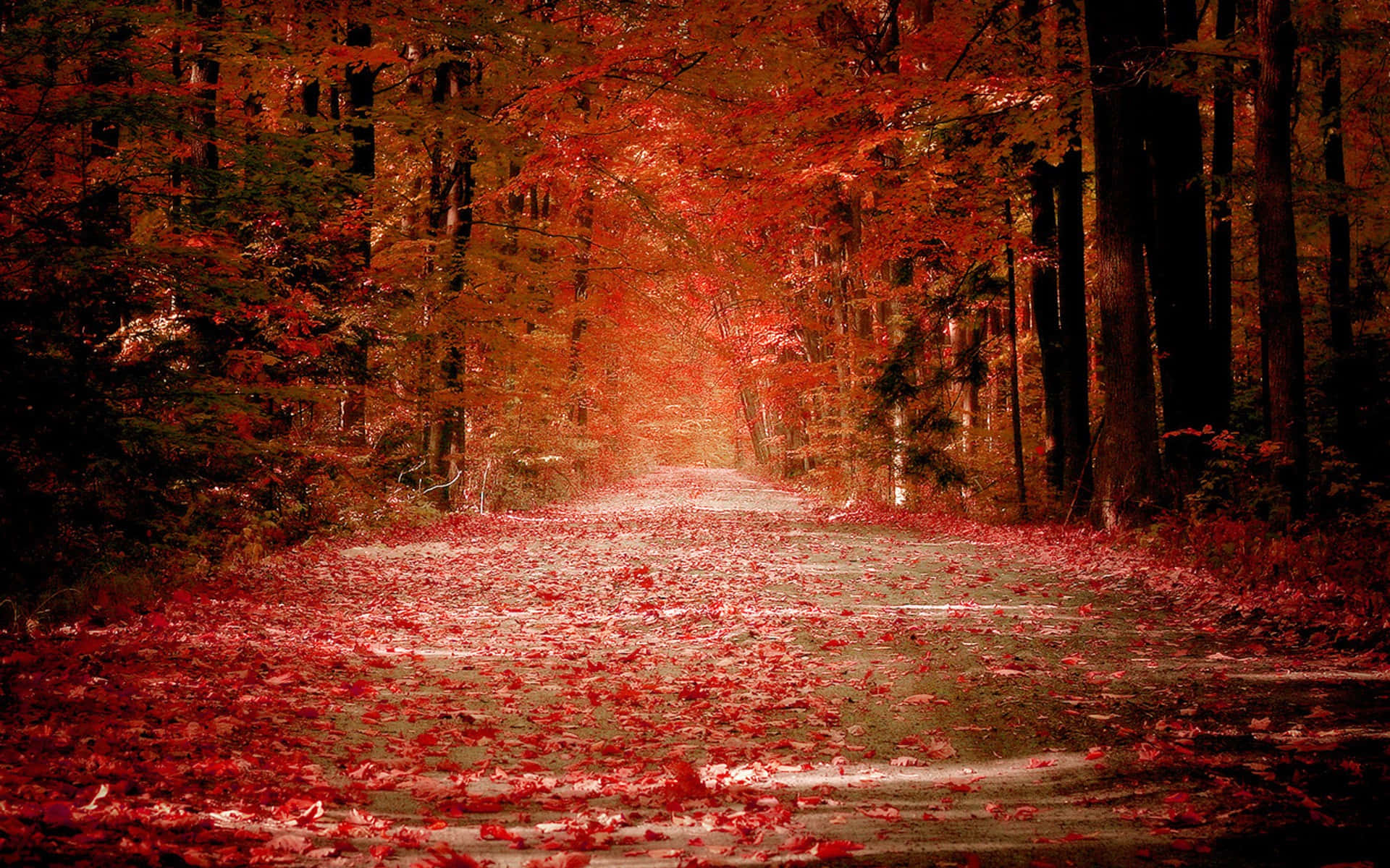 Affareautunnale Vibrante - Stupende Foglie Autunnali In Una Giornata Fresca