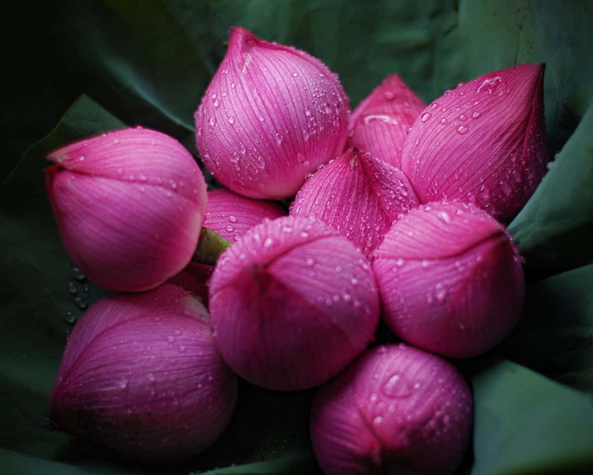 Affascinantefioritura Di Loto Rosa