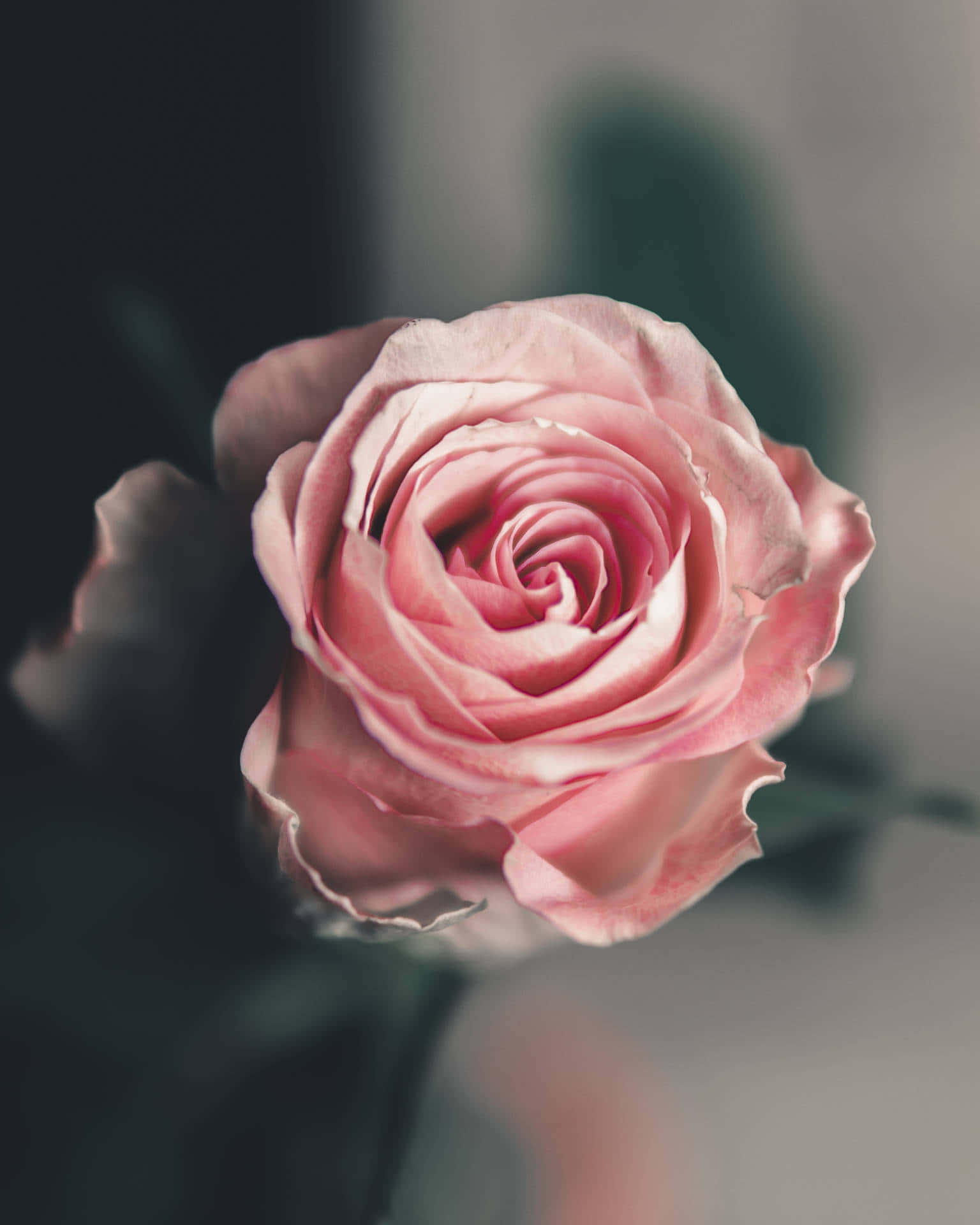 Affascinantesfondo Estetico Con Rose
