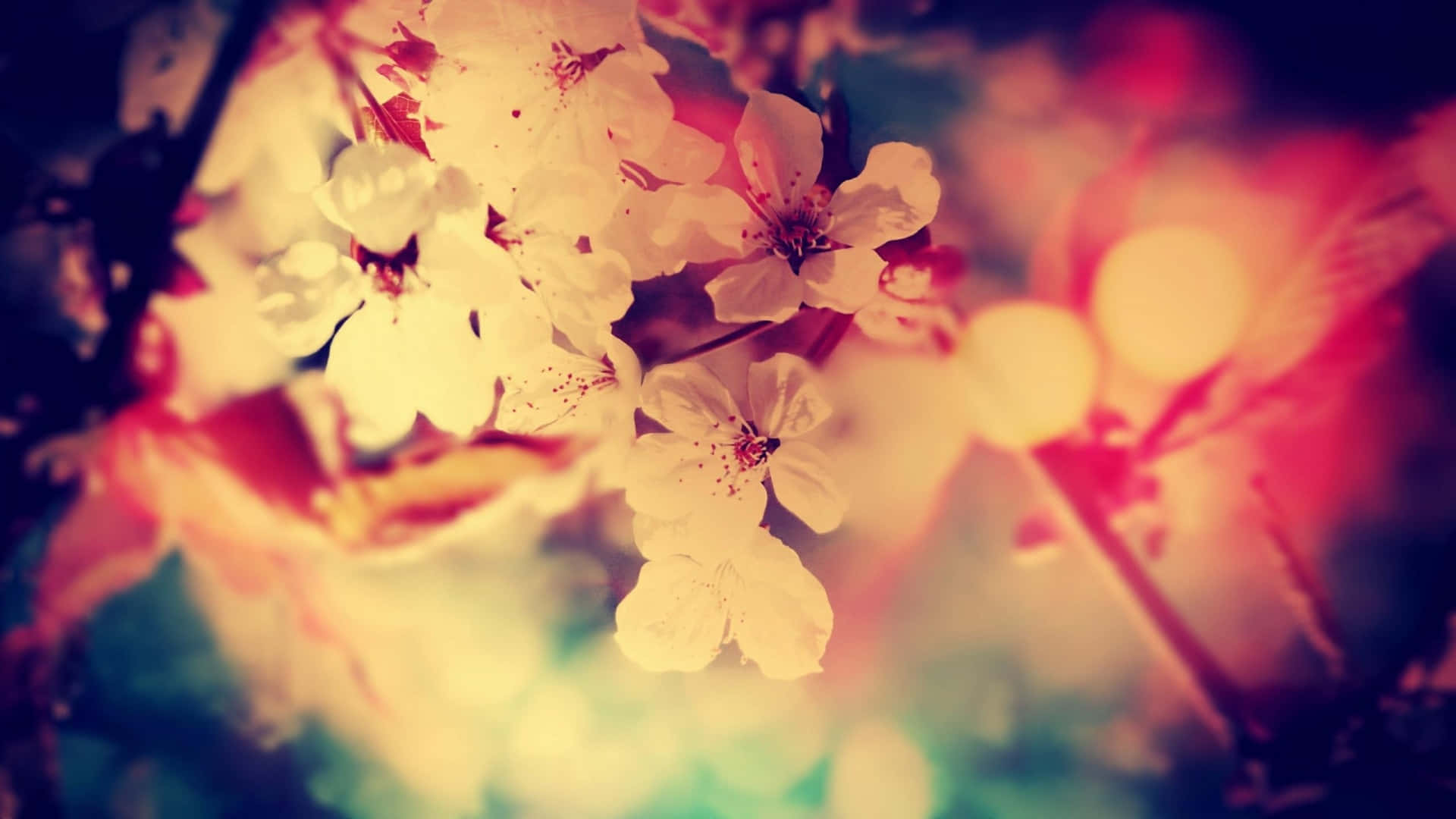 Affascinantesfondo Floreale Su Tumblr