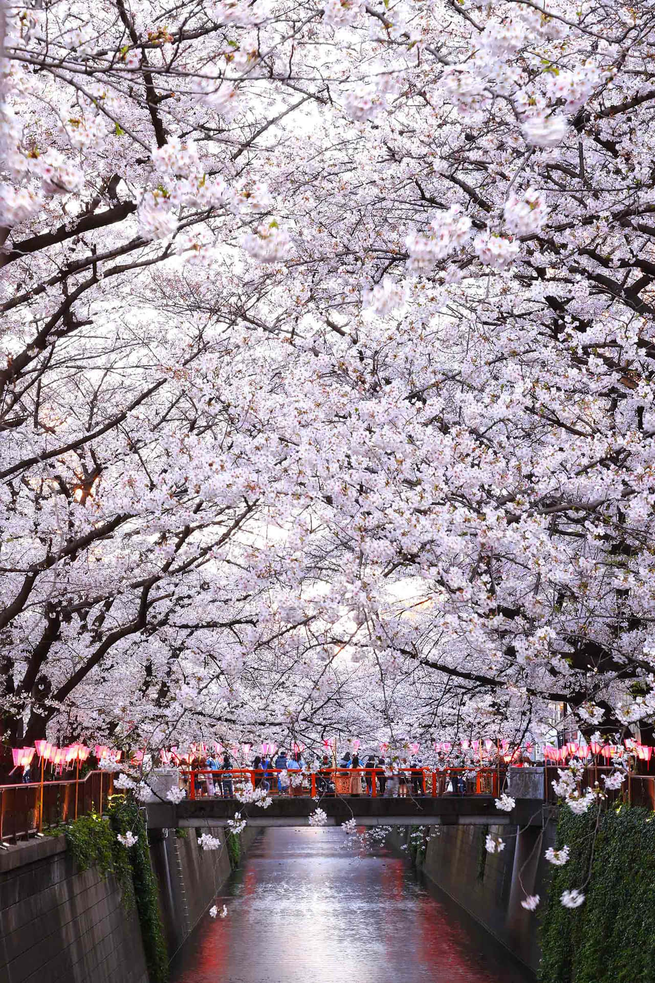 Affascinantifiori Di Ciliegio Lungo Un Fiume In Giappone