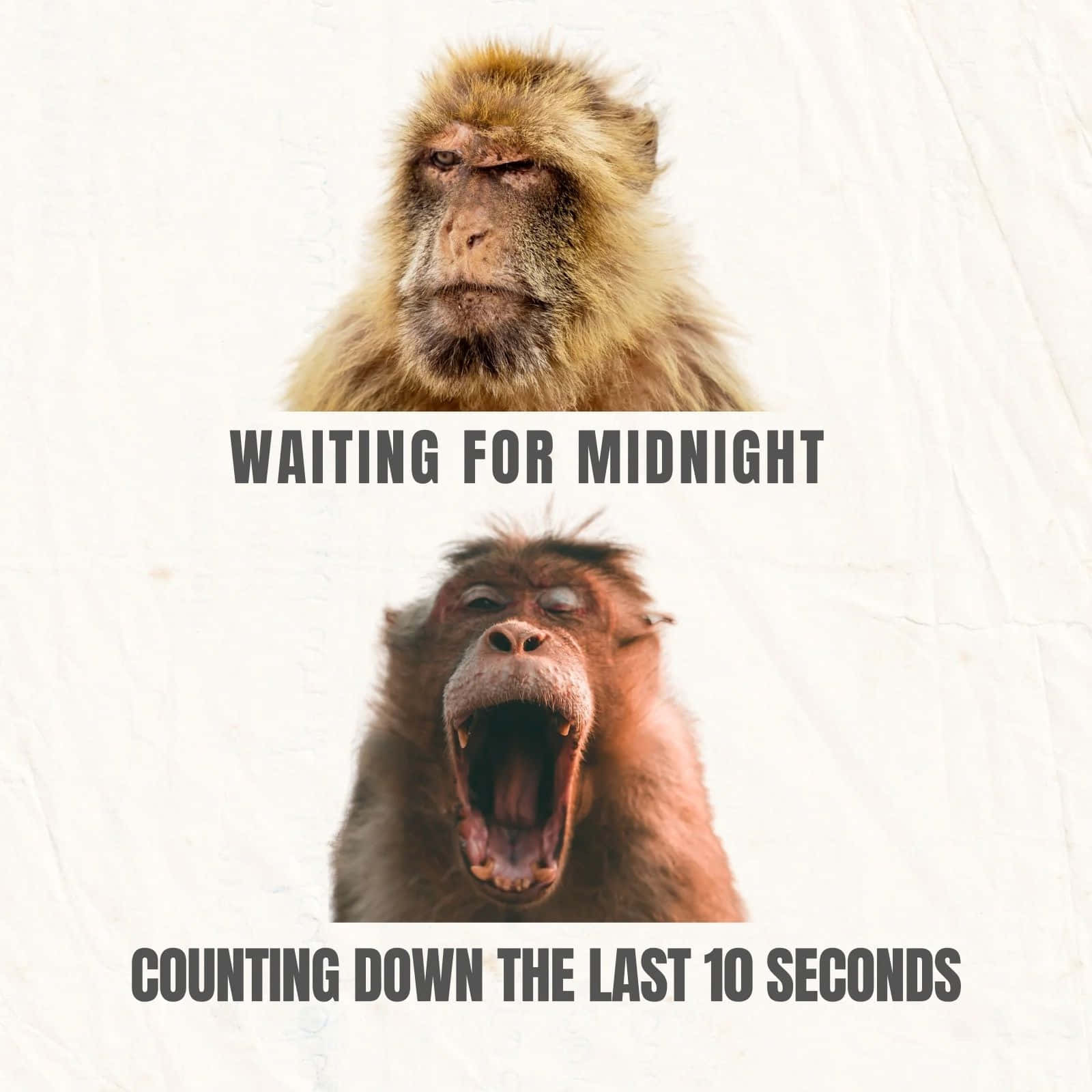 Monkey Meme Countdown Wallpaper — Two monkeys one bored waiting for midnight the other yawning at the last 10 seconds before midnight.
