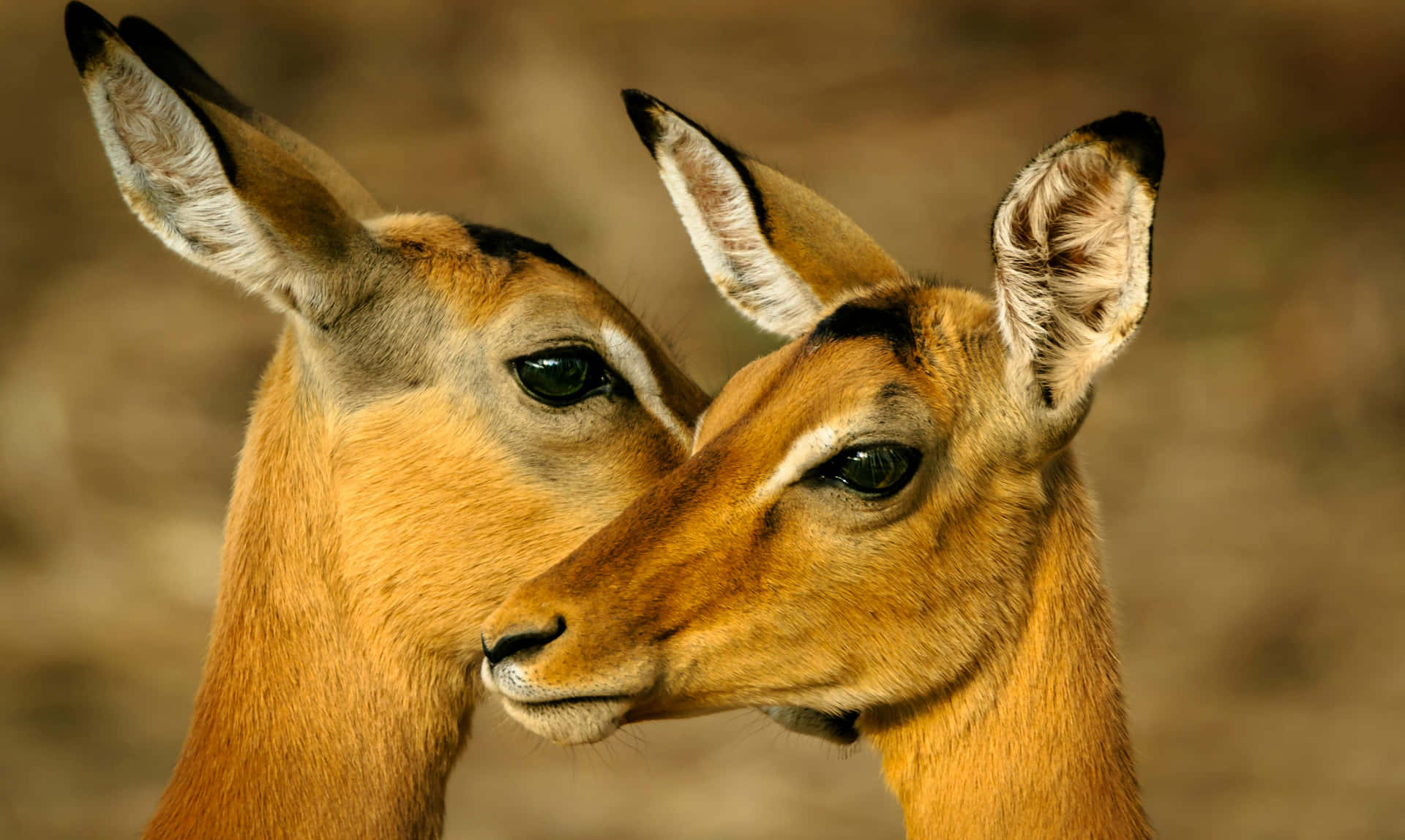 Affectionate Antelopes Closeup Wallpaper