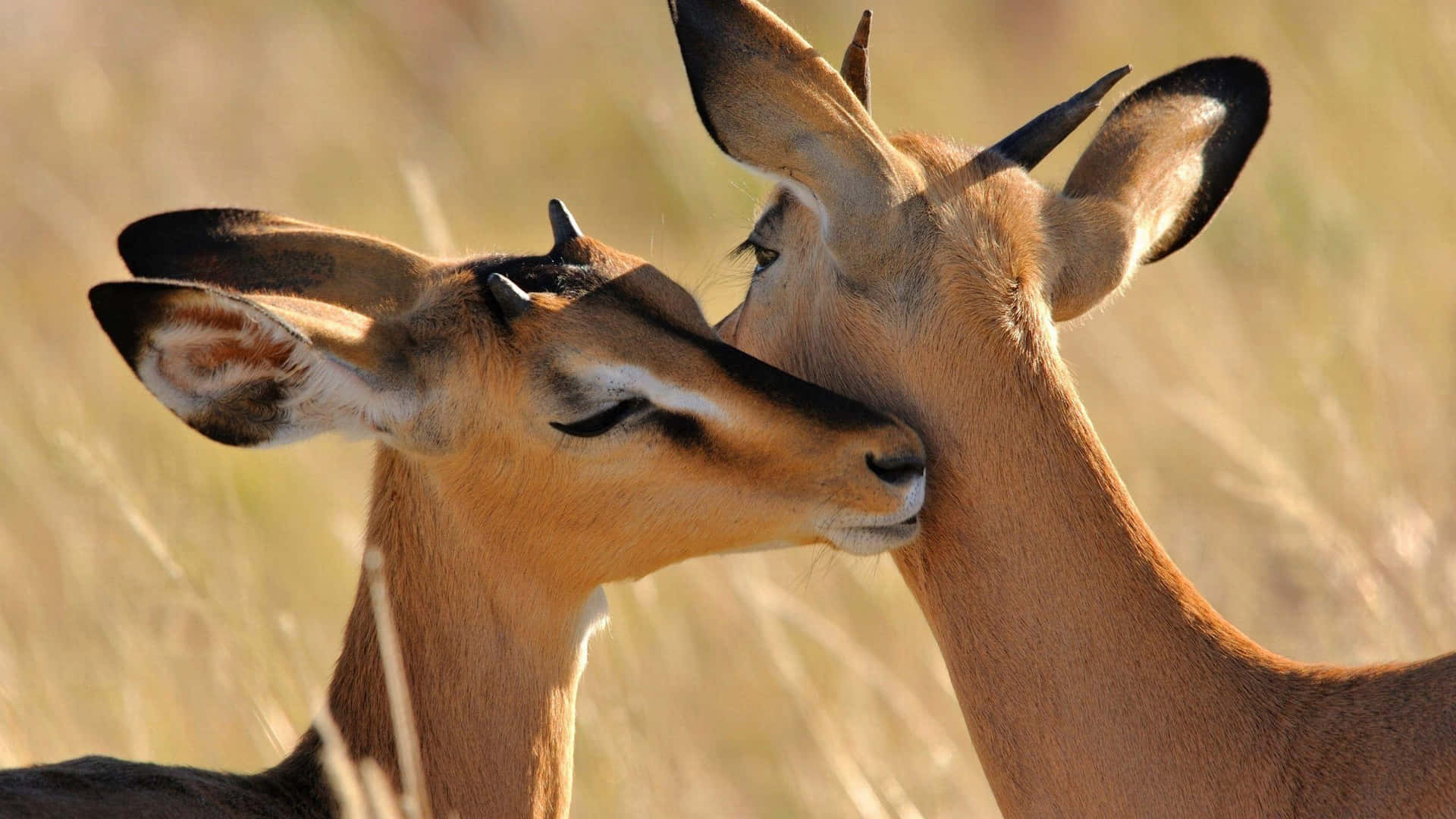 Affectionate Antelopes Moment Wallpaper