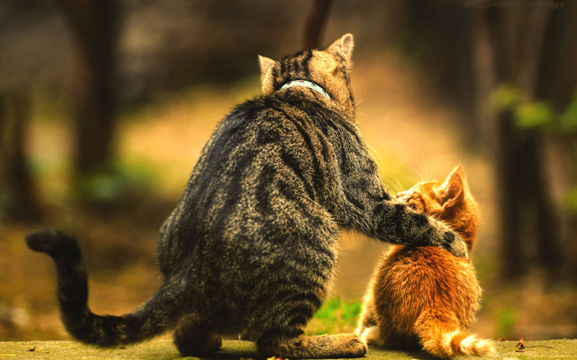 Affectionate Catand Kitten Moment.jpg Wallpaper