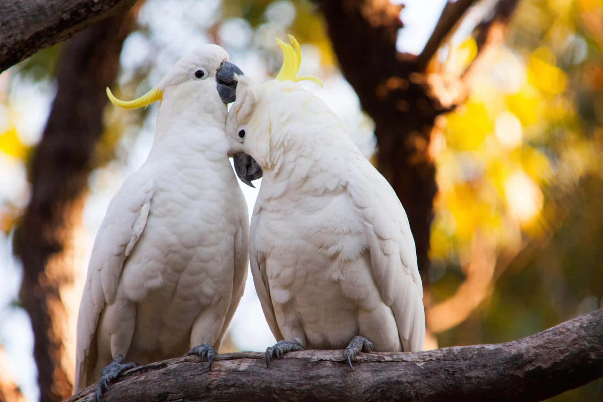 Affectionate Cockatoos Together Wallpaper