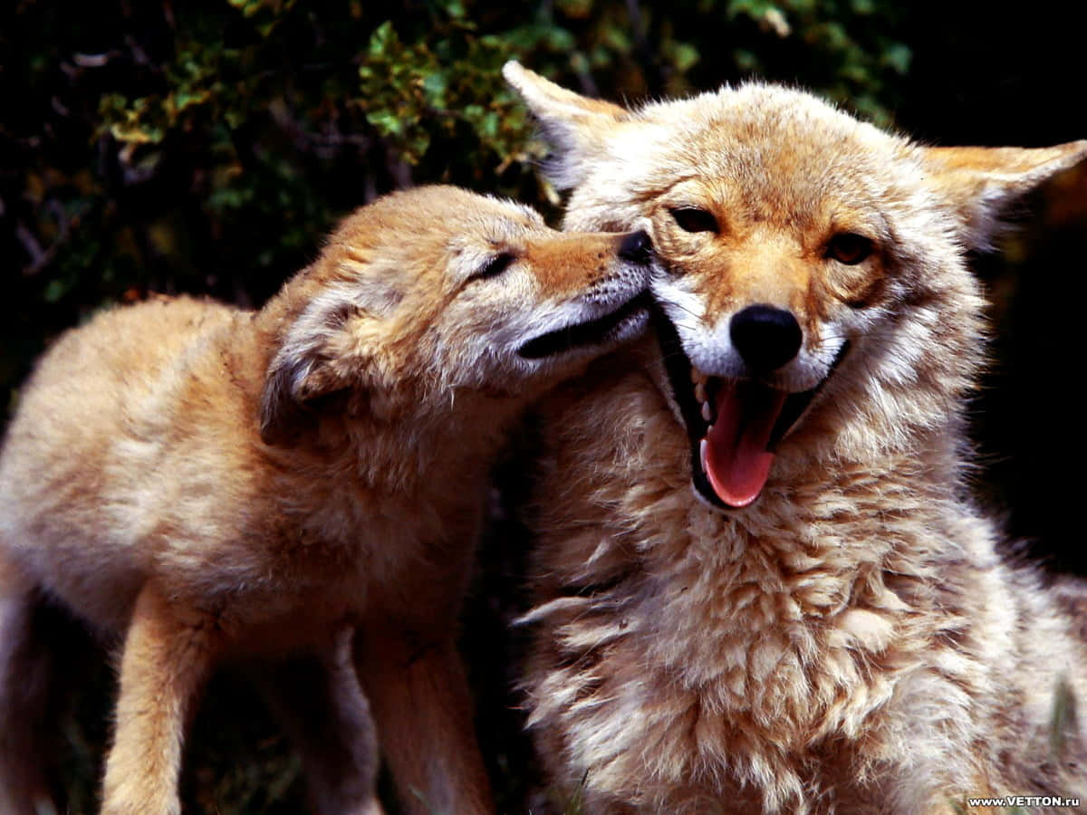 Affectionate Foxes Moment Wallpaper