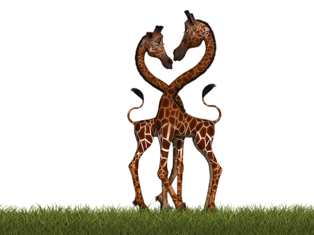 Affectionate Giraffes Nighttime Embrace PNG