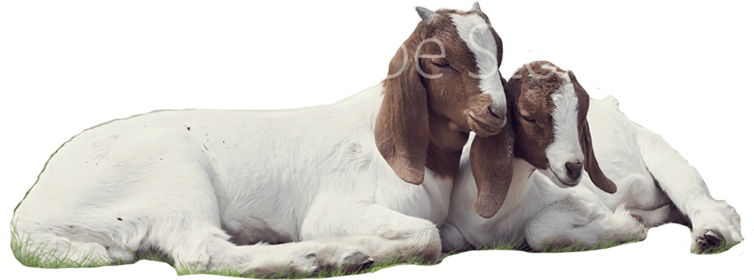 Affectionate Goats Resting Together PNG