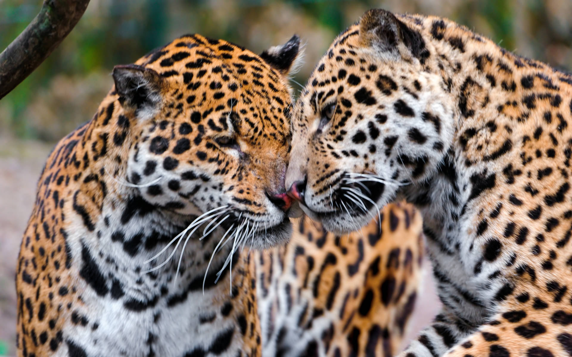 Affectionate Jaguars Wallpaper
