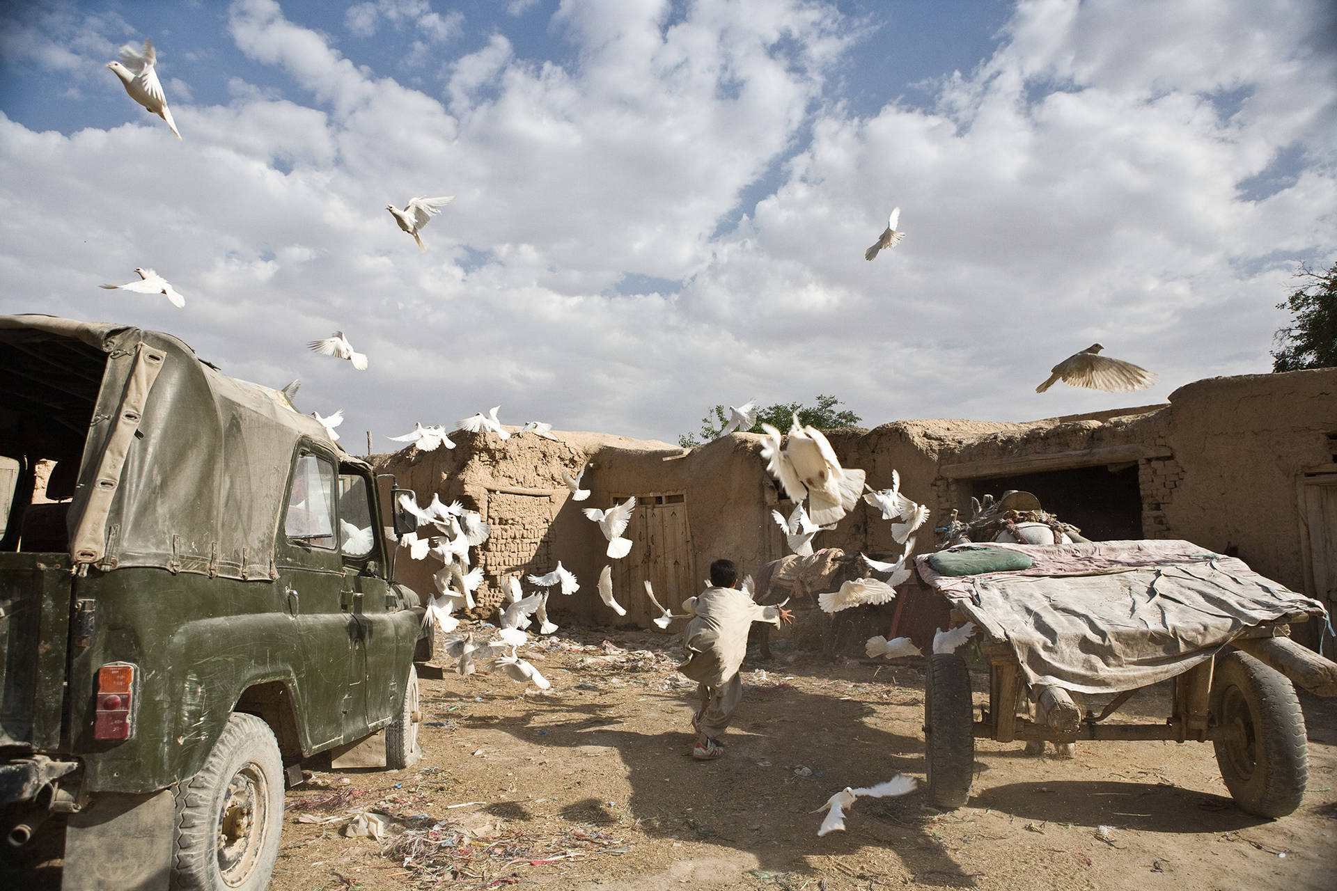Afghanistan Flock Of Pigeons