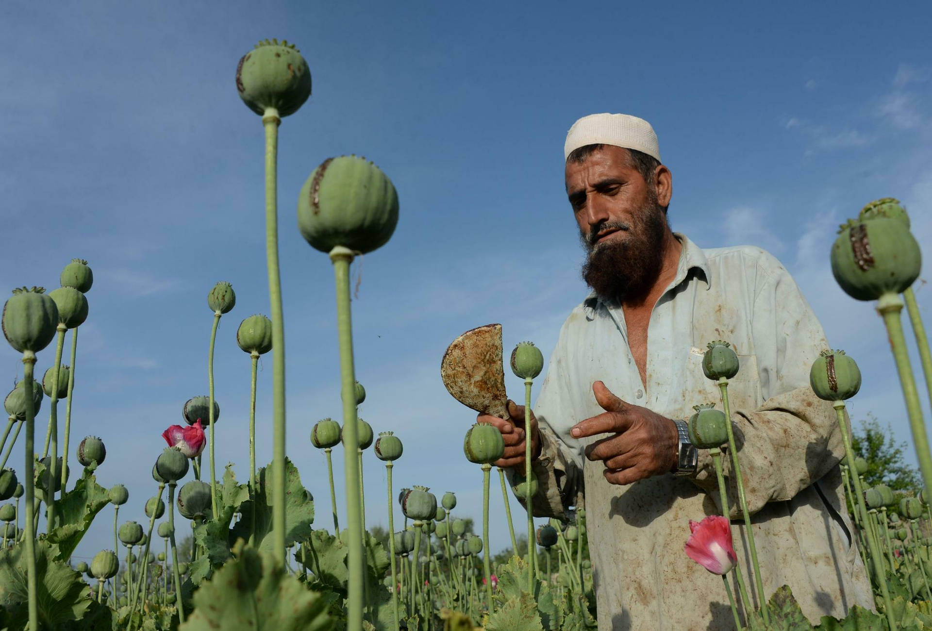 Afghanistan Opium Poppy Farmer