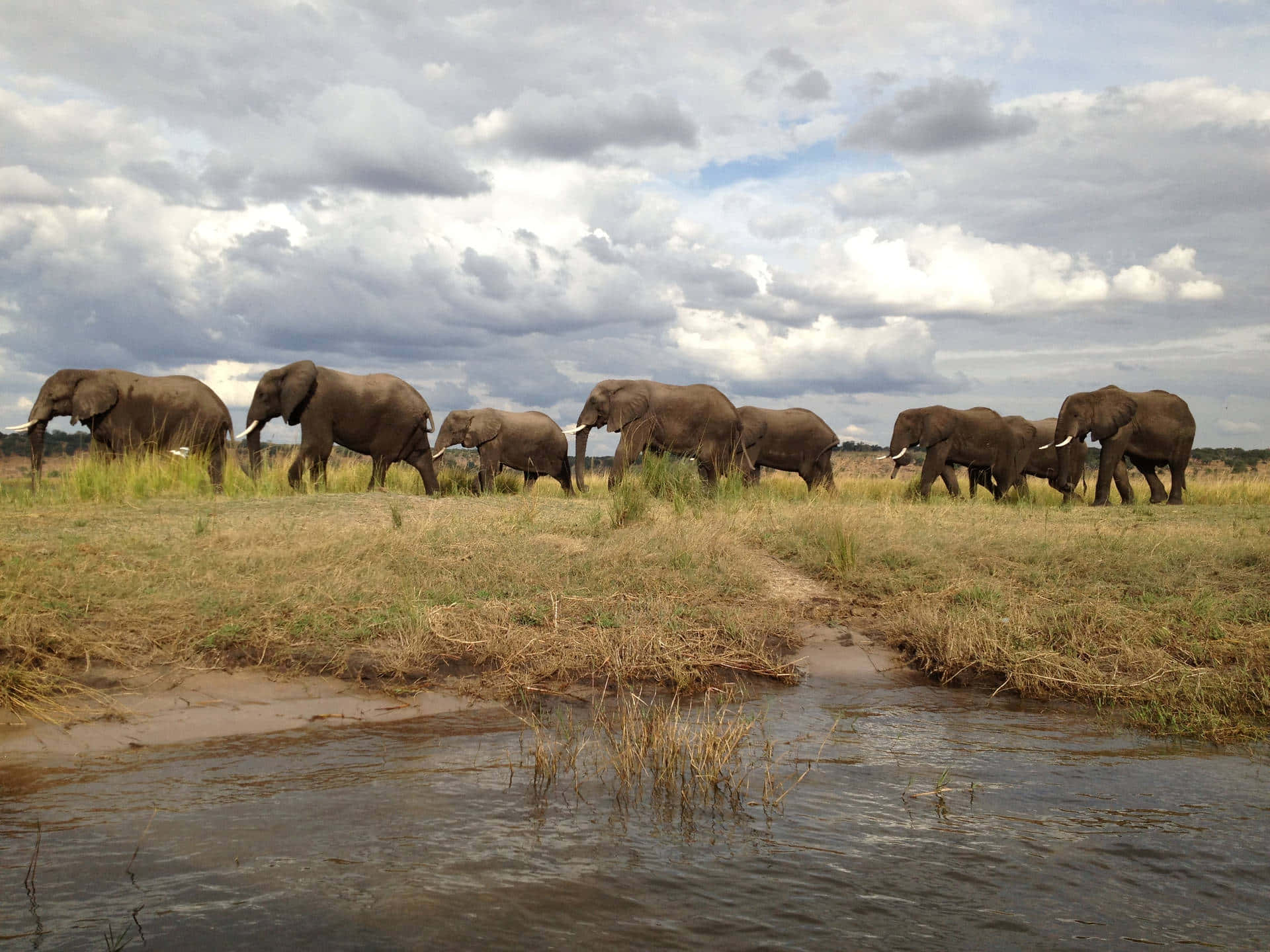 Unbranco Di Elefanti Che Camminano Sfondo