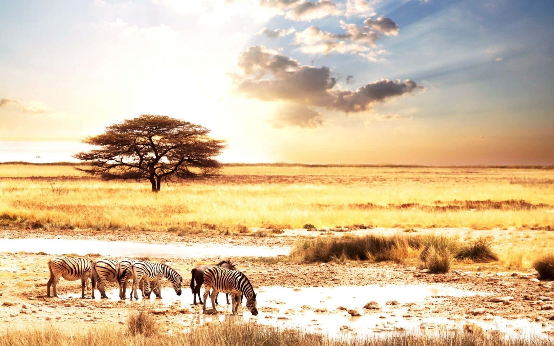 Zebrasche Bevono In Africa Hd Sfondo