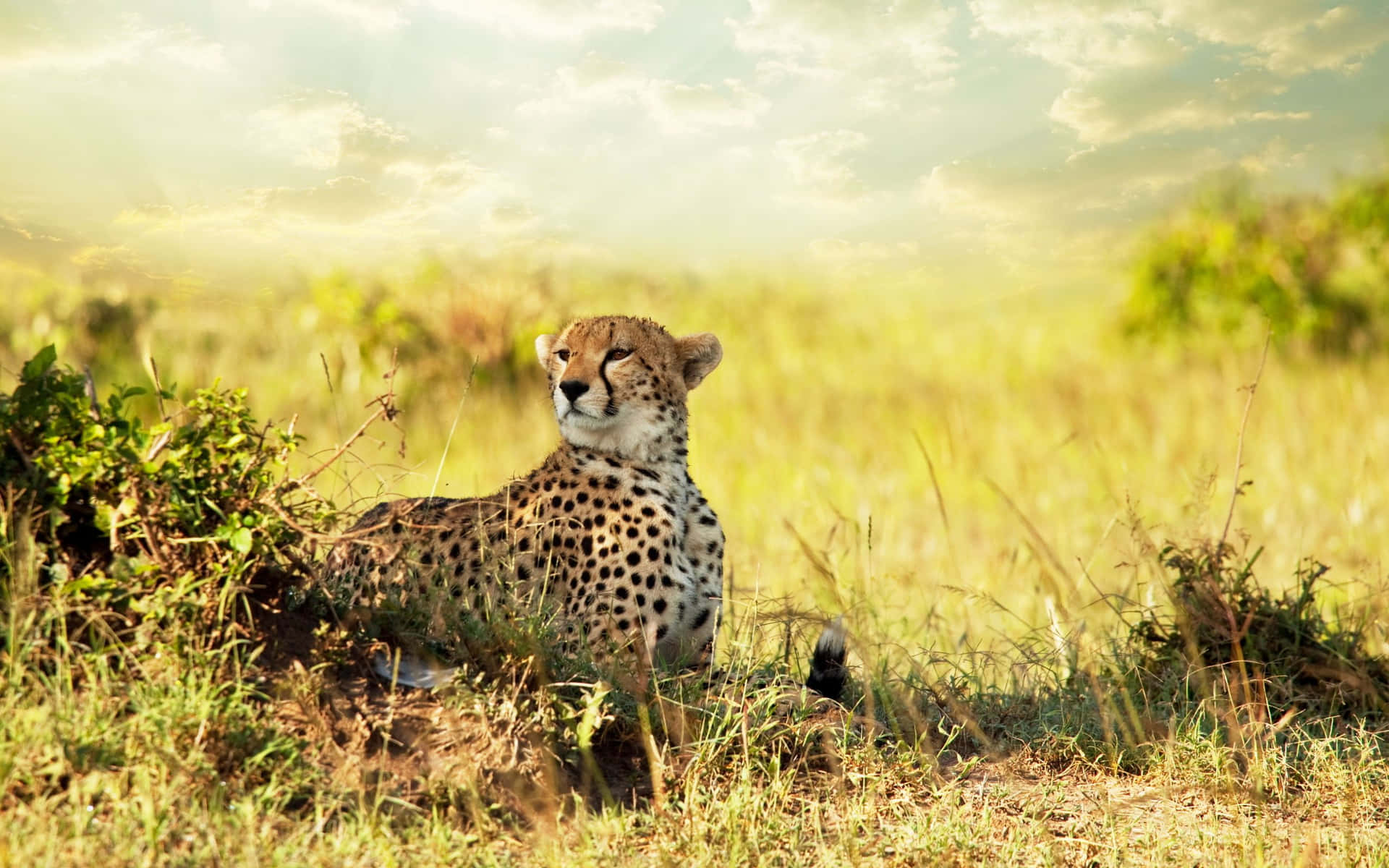 Cheetah In The Grass Wallpaper