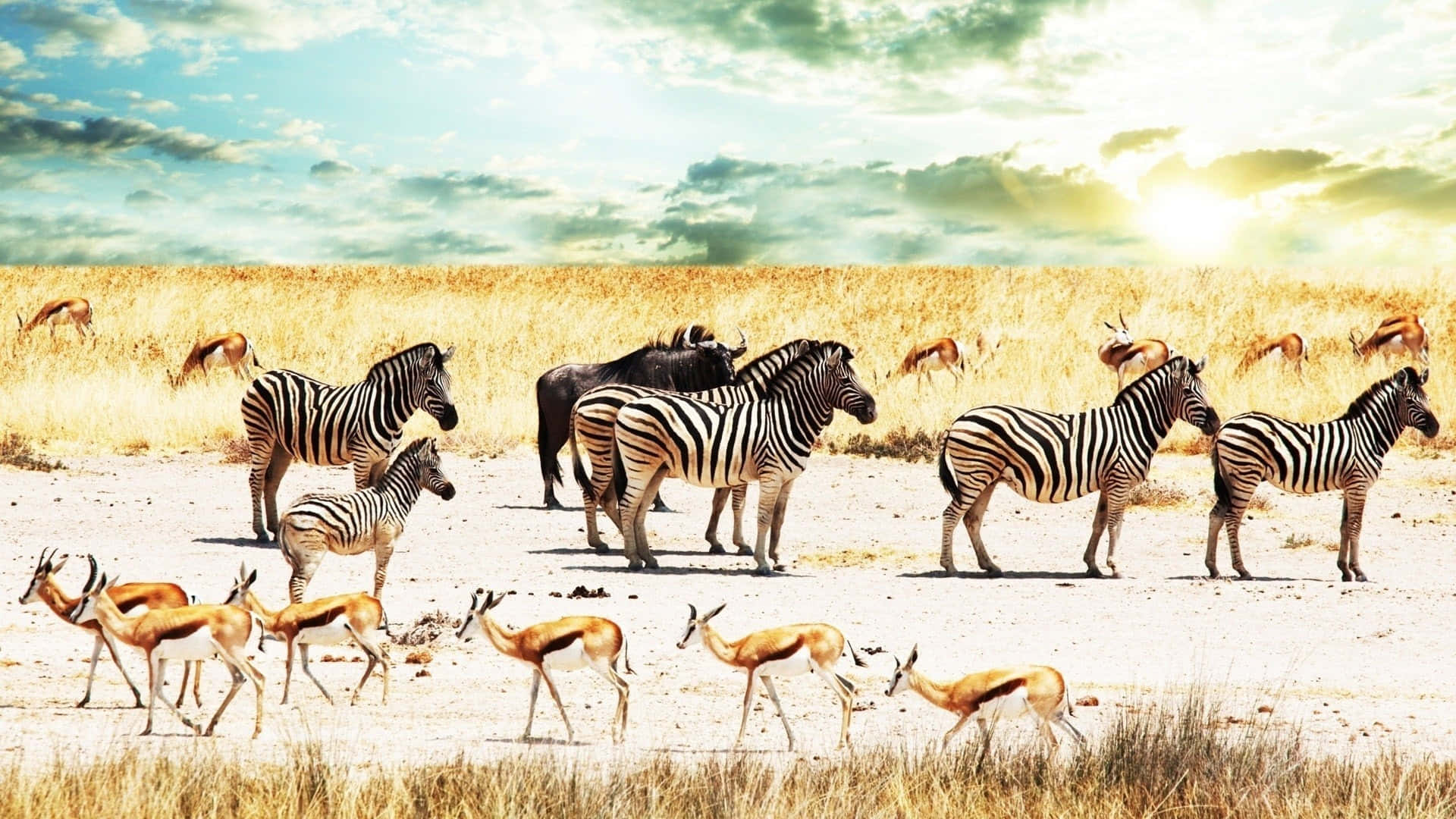 running across an open plain - En gruppe zebraer løbe over et åbent engeland Wallpaper