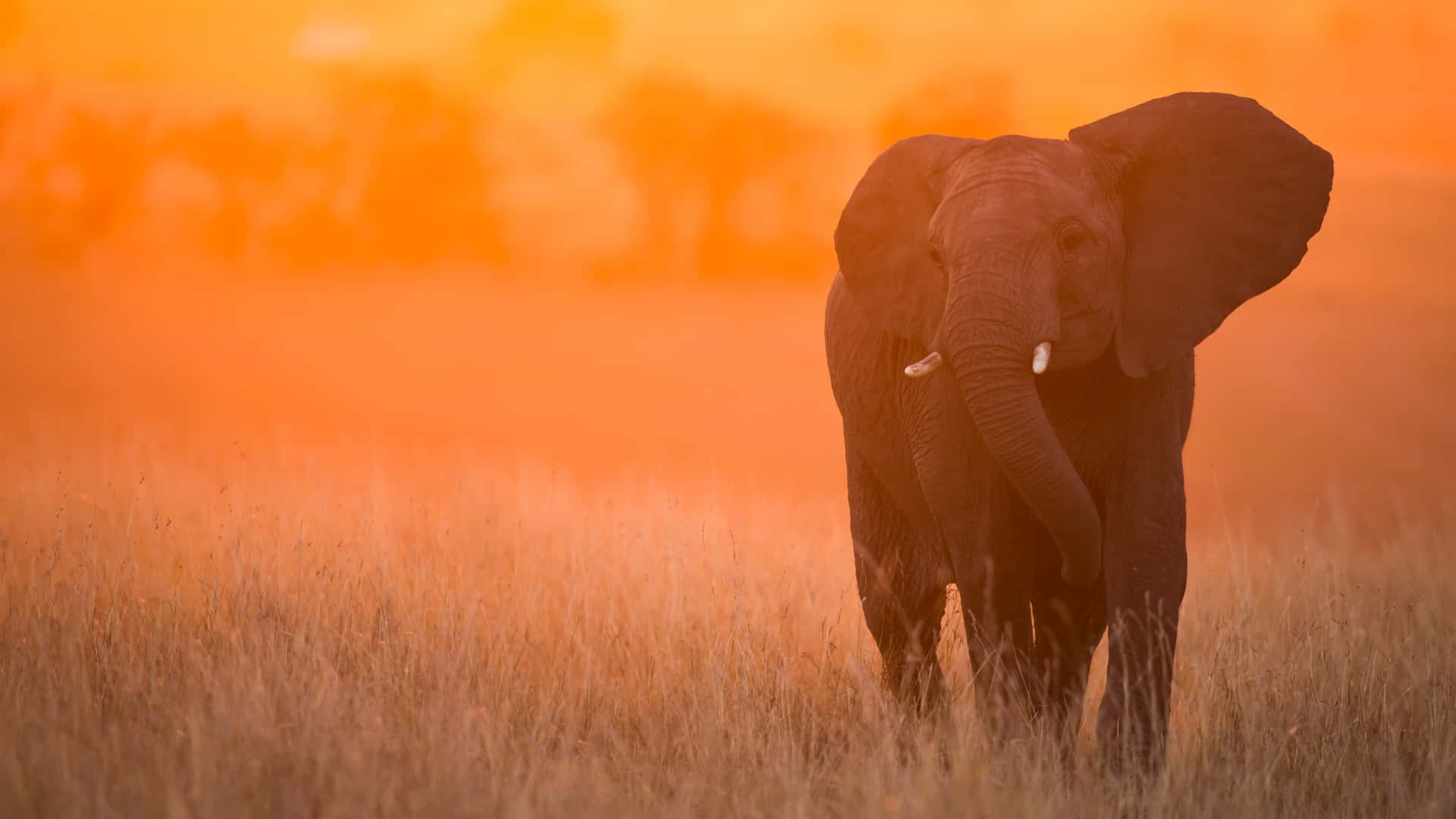 En elefant der går gennem et felt ved solnedgang Wallpaper
