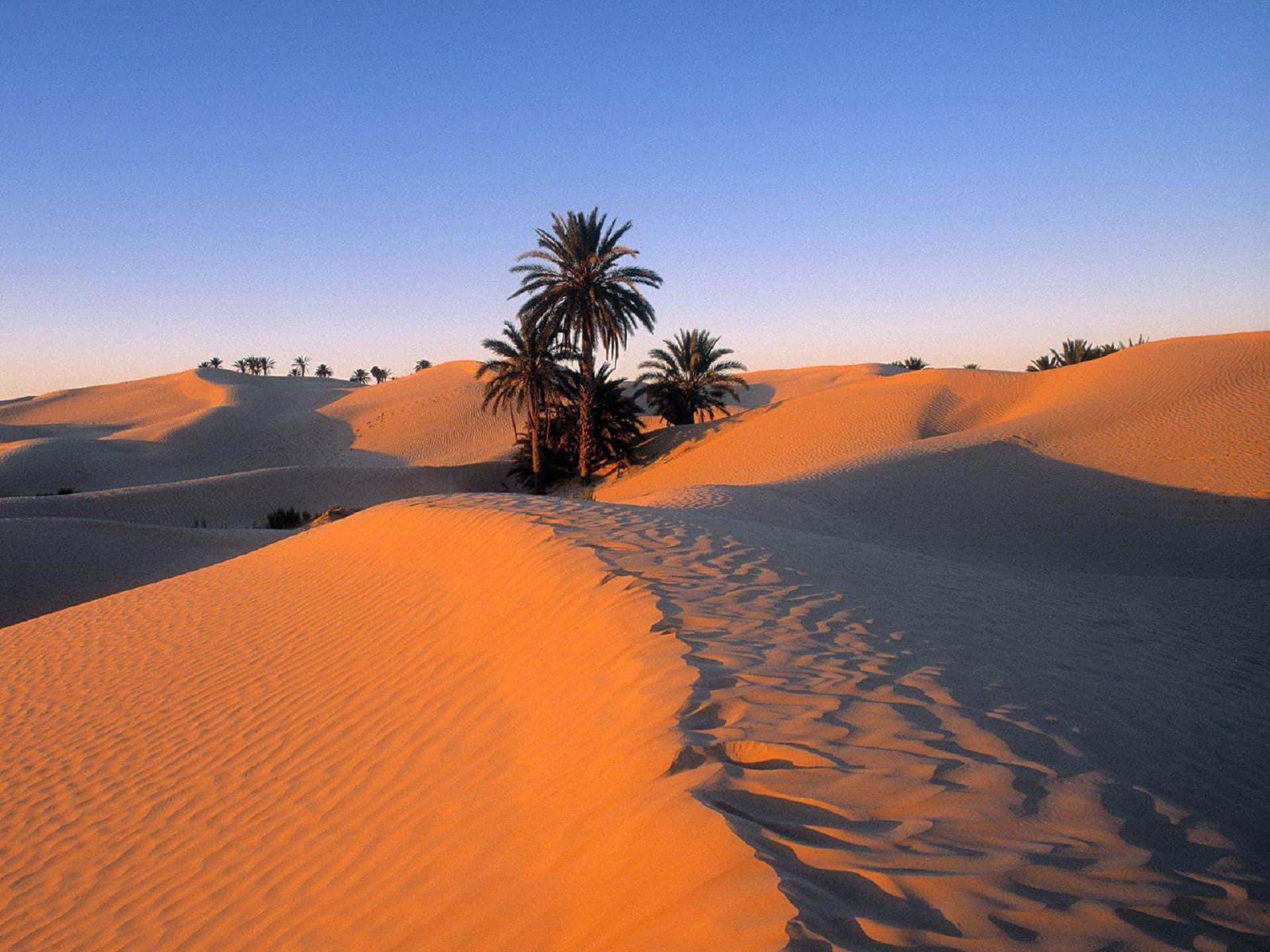 Einepalme In Der Wüste Wallpaper
