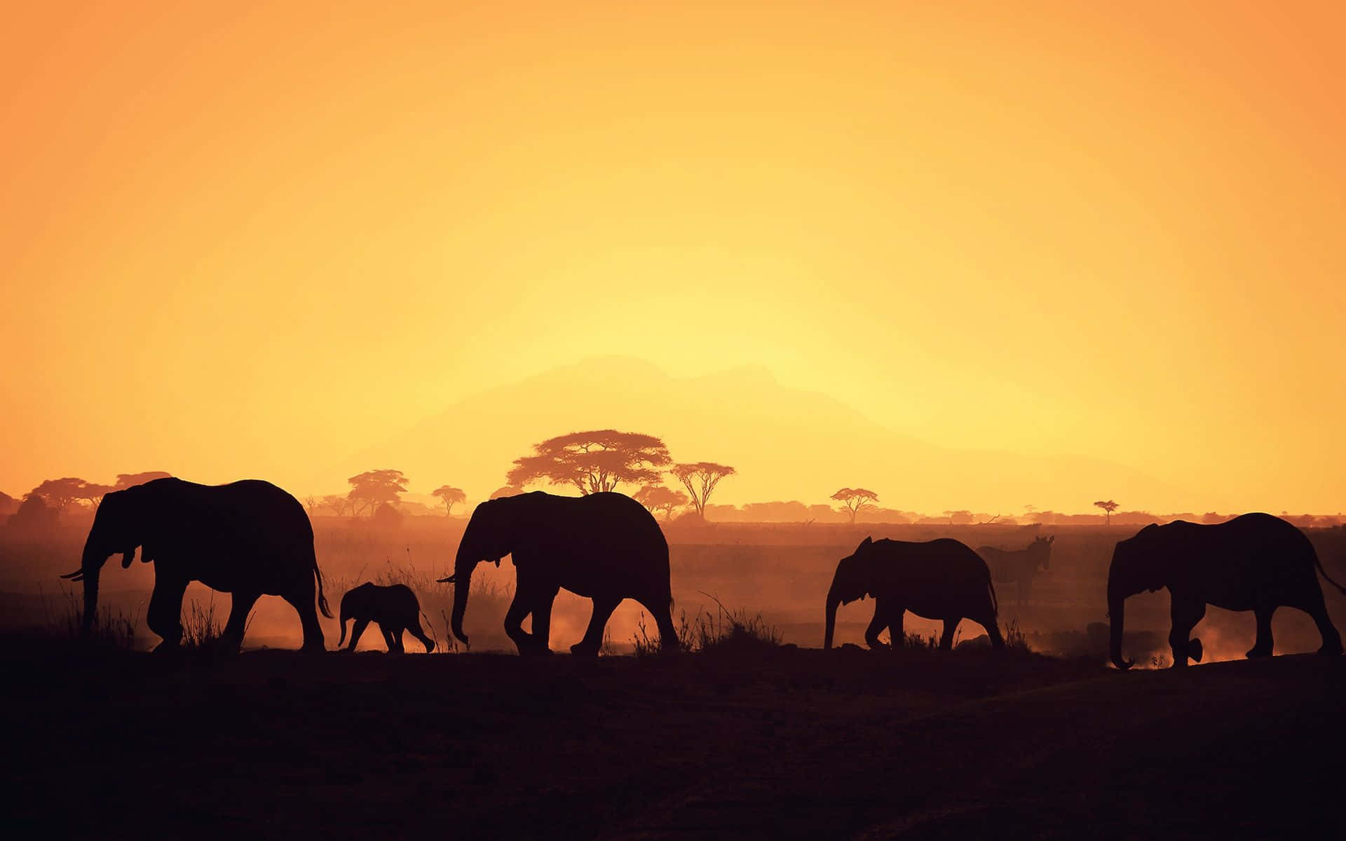 Tag med i det majestætiske syn af Afrika Wallpaper