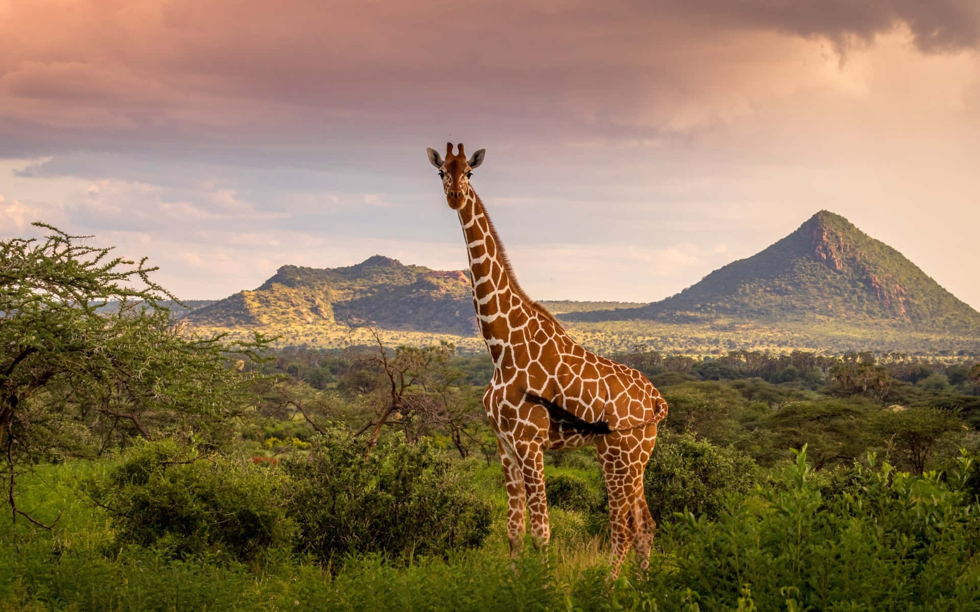 Giraffain Africa In Alta Definizione Sfondo