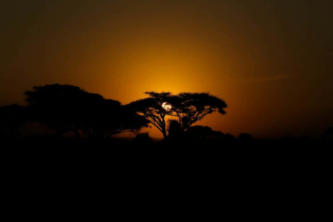 Se skønheden af Afrika i HD Wallpaper