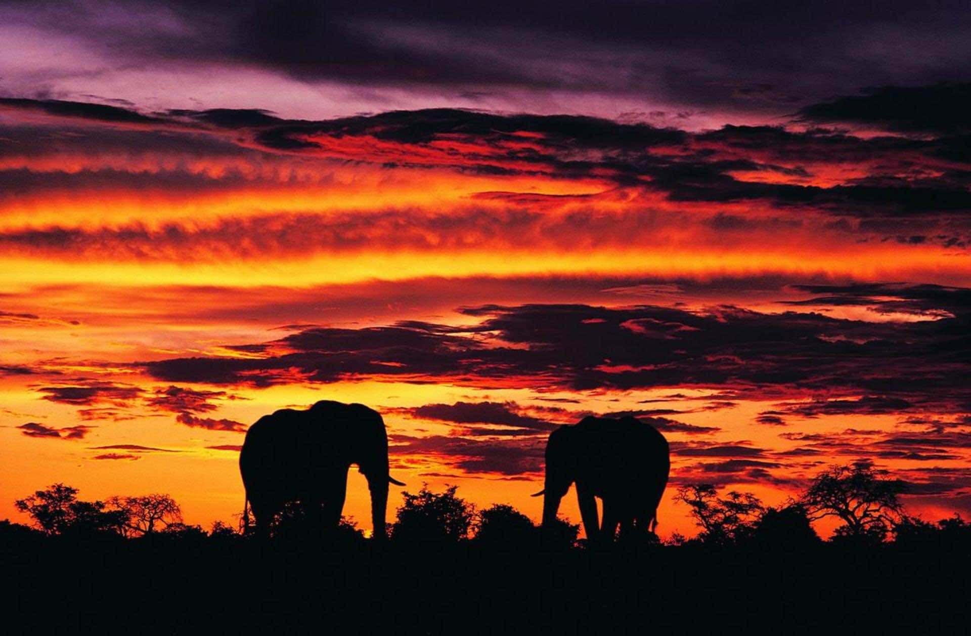En uforglemmelig rejse gennem det udstrakte skønhed i Afrika. Wallpaper