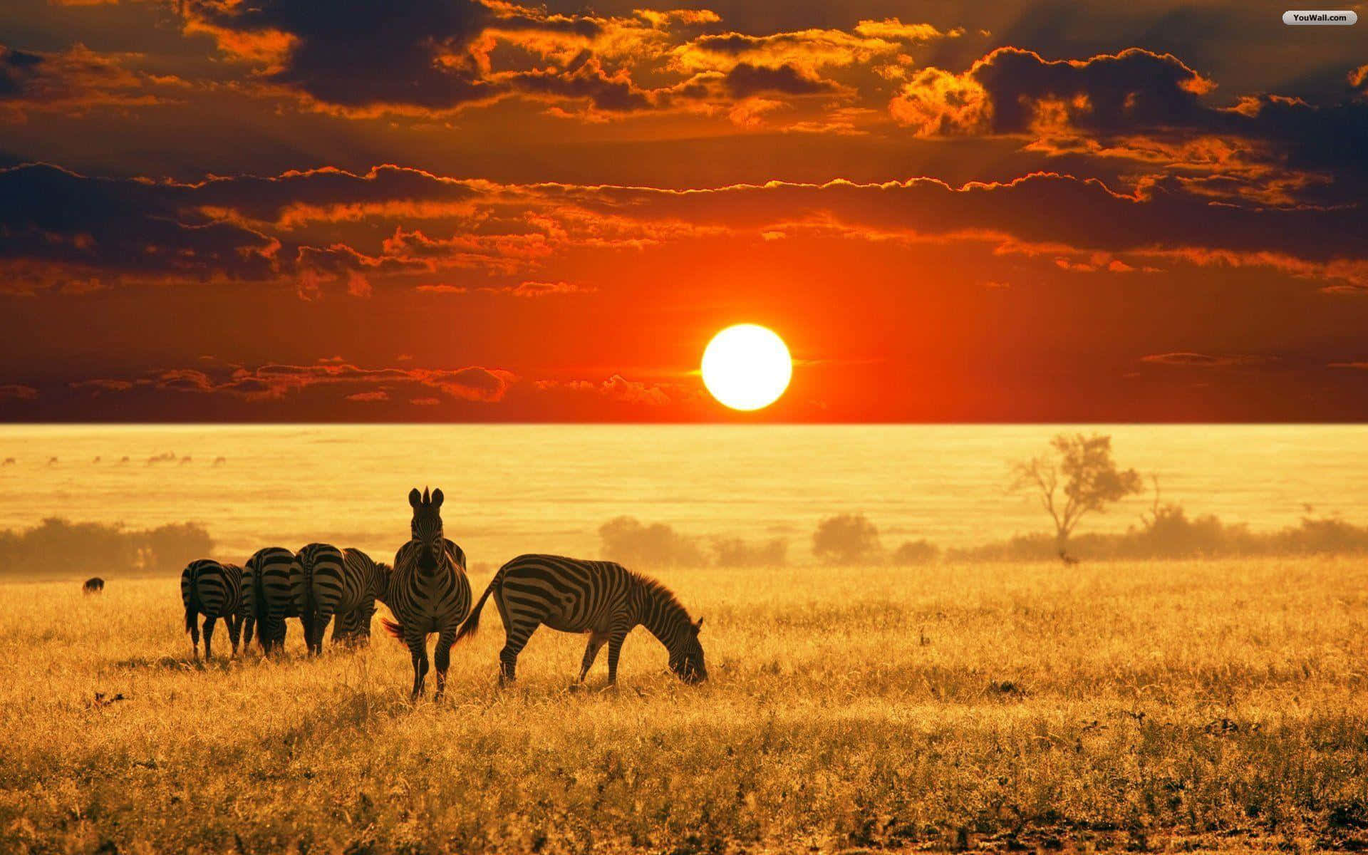 Upptäckskönheten I Afrika. (in Context Of Computer Or Mobile Wallpaper, This Could Be A Call-to-action Or Tagline Inviting Users To Download A Wallpaper Featuring The Beauty Of Africa.) Wallpaper