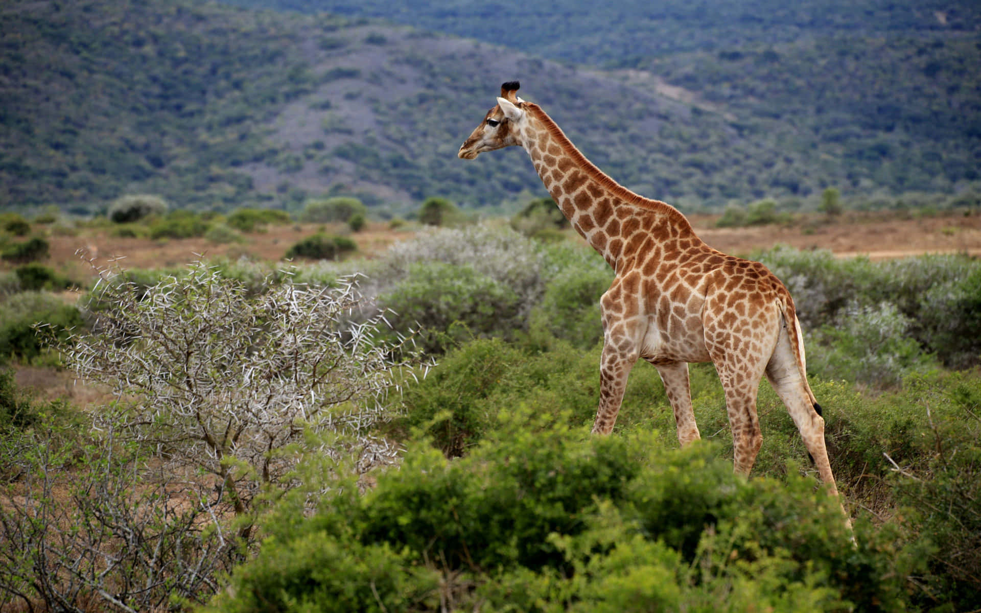 A Giraffe In The Wild