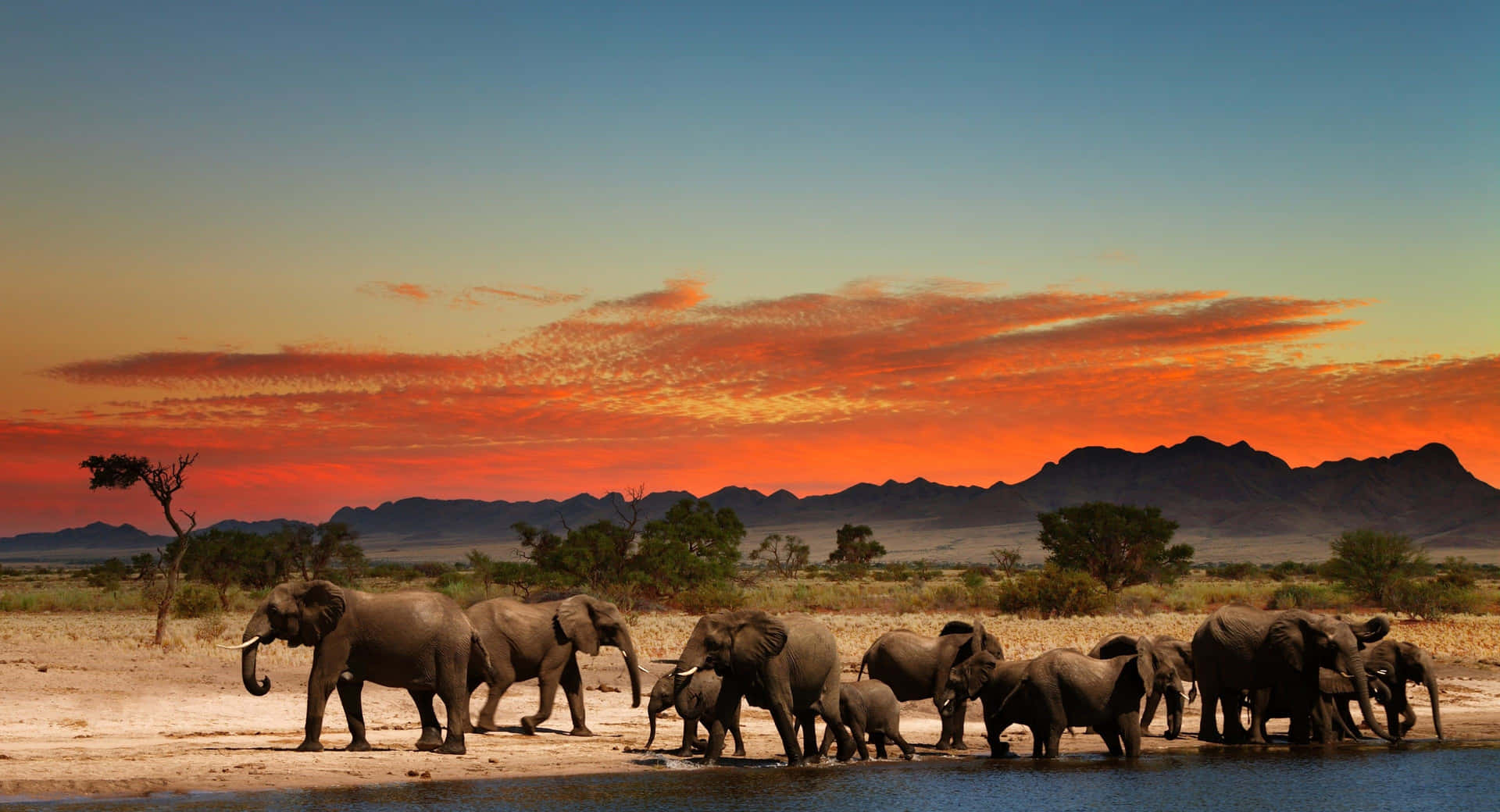 Engruppe Elefanter Står Nær En Krop Af Vand
