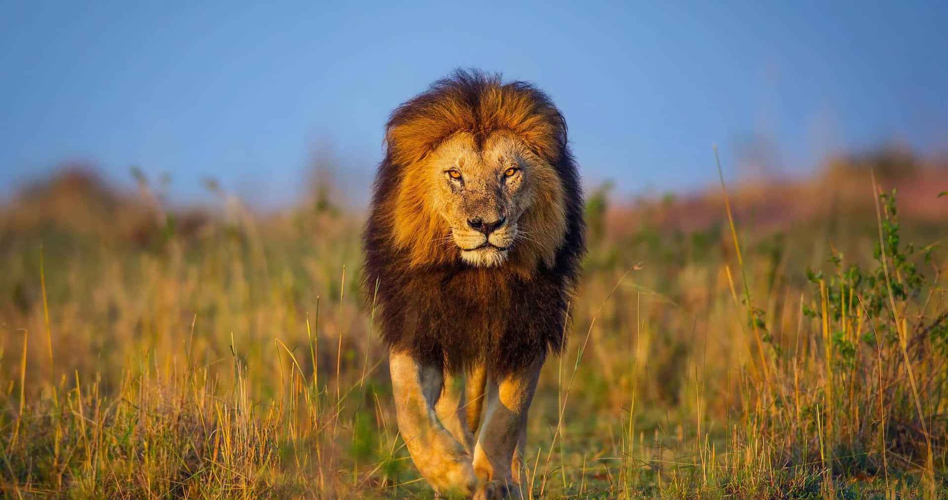 A Lion Walking Through Tall Grass