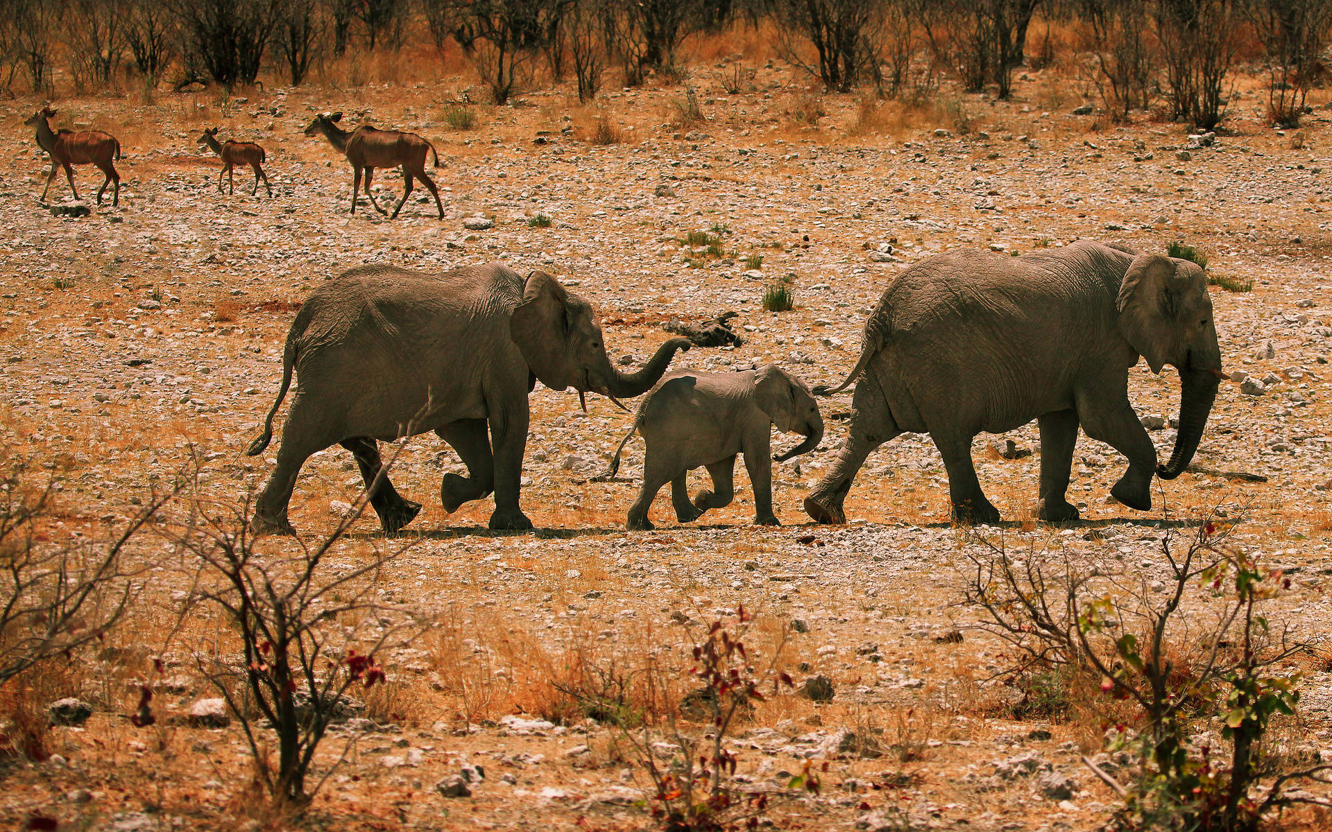 African Animal Families Wallpaper