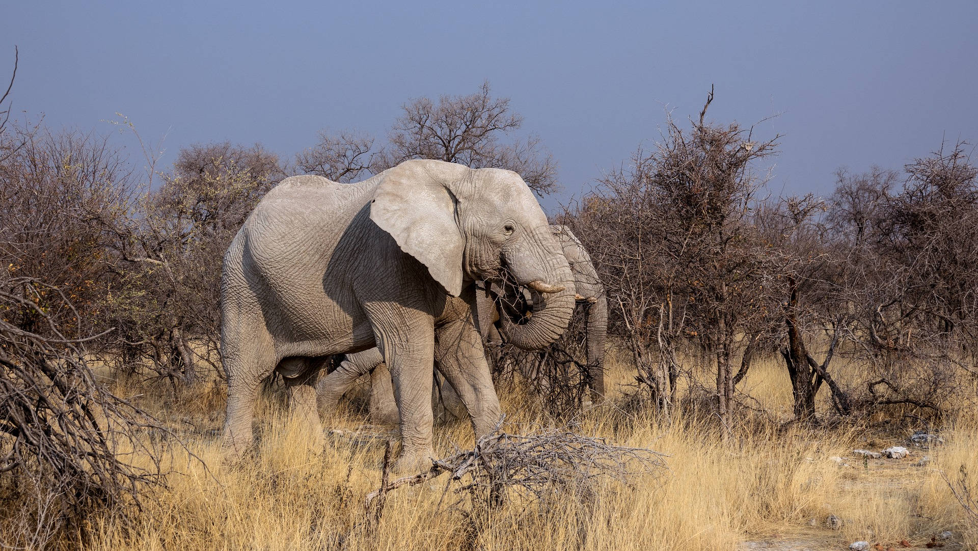 African Animals Adult Elephants