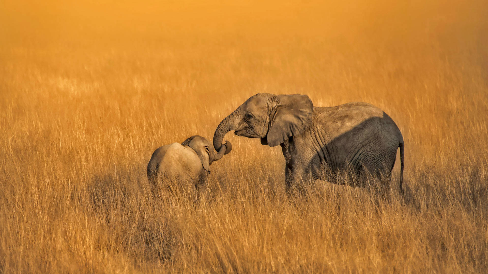 African Animals Baby Elephants