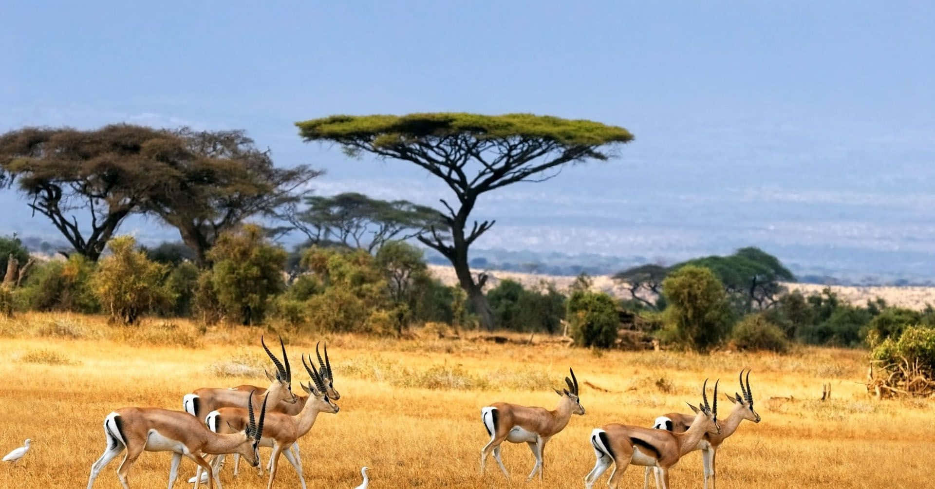 African Animals Background