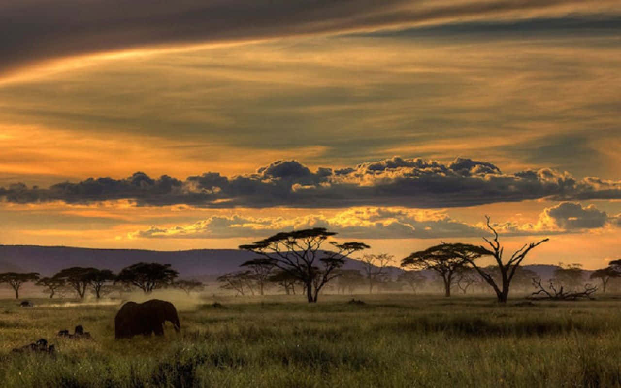 African Animals Background
