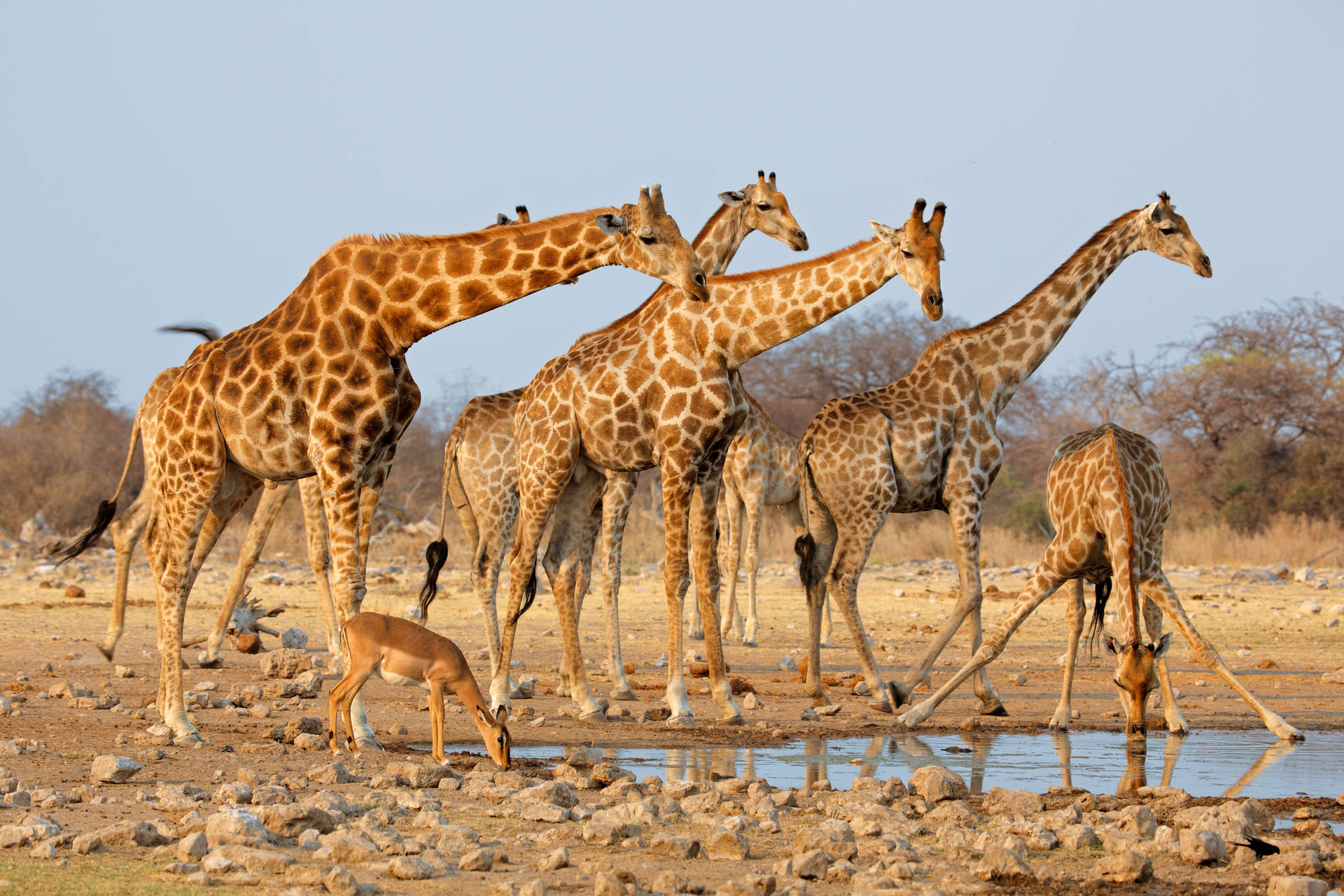 African Animals Drinking Water Wallpaper